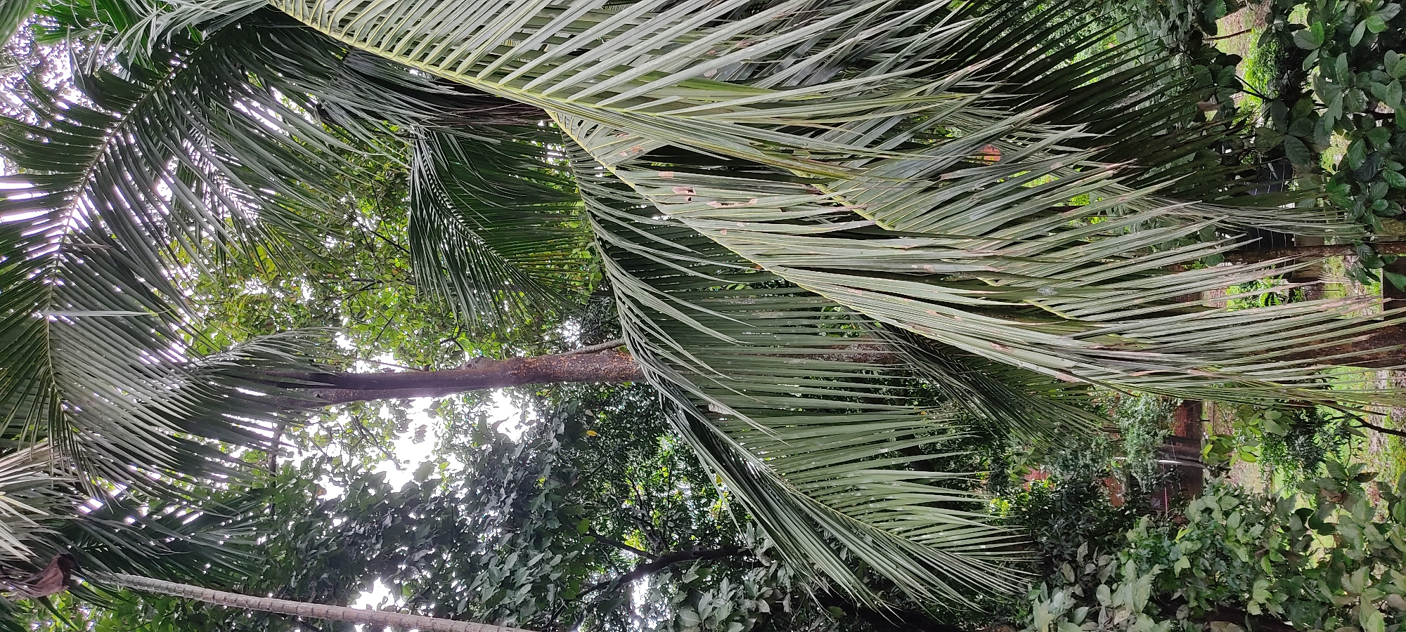 This image depicts a dense, verdant outdoor scene, likely in Hathazari Upazila, Bangladesh, characterized by lush tropical foliage. Prominently featured are large, mature palm fronds that dominate the foreground and midground, some appearing slightly desiccated with brown tips. The fronds are green, with a clear texture of individual leaflets. Interspersed with the palm trees are other trees and dense undergrowth, creating a layered effect. The background reveals glimpses of a possibly overcast sky peeking through the canopy and hints of man-made structures, including a reddish-brown brick wall and what appears to be a vertical post or pole, suggesting a park, garden, or residential area. The overall impression is one of natural abundance and growth, typical of the region. There are no people or animals visible in the frame.