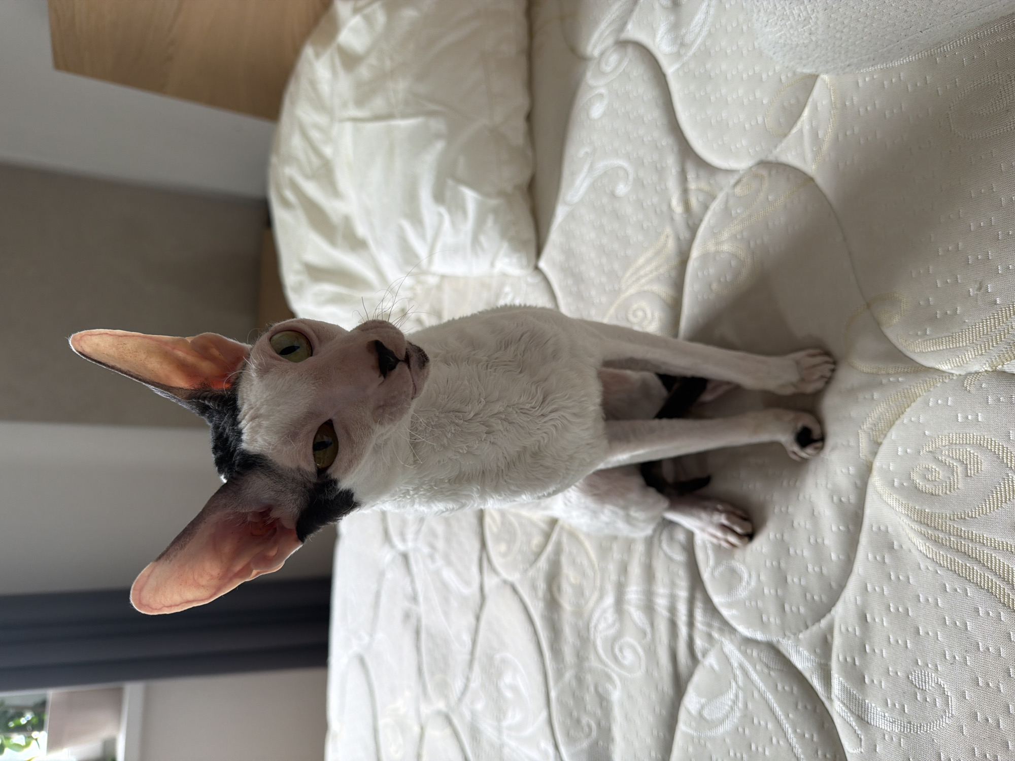 A white and black Cornish Rex cat with large ears is sitting on a white quilted mattress. The cat is facing slightly to the left with its head turned towards the camera. It has green eyes and a black patch over its left eye and ear. The cat's fur appears wavy and short. The mattress has a decorative pattern of swirls and small dots. In the background, a white duvet or pillow is visible on what appears to be a bed. To the far left, a window with dark curtains and a potted plant can be seen, suggesting an indoor setting, likely a bedroom. The lighting is natural, coming from the left, casting soft shadows.