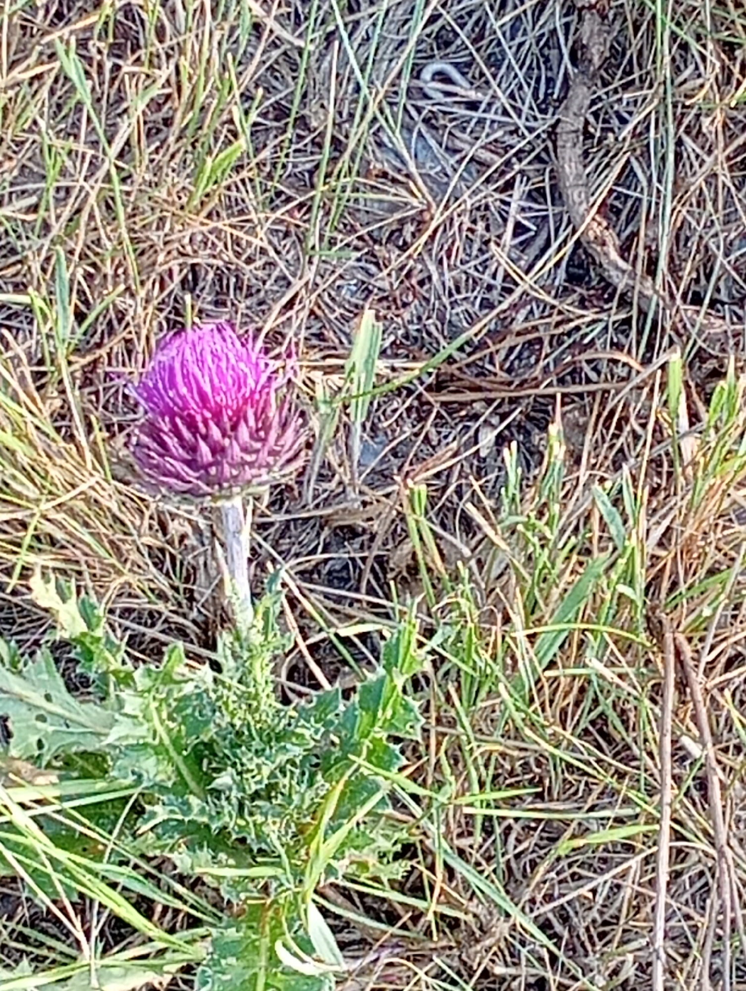 A close-up, overhead view shows a single, vibrant purple thistle flower blooming in dry, grassy terrain. The thistle stands on a thin, greyish stem, with spiky green leaves at its base. The surrounding environment is composed of dry, light-brown grass and some thinner, darker brown grass blades, suggesting a natural, arid landscape. There are no people or other visible subjects in the image. The scene appears to be outdoors, possibly in a field or steppe. The location is identified as Unknown, Kazakhstan.