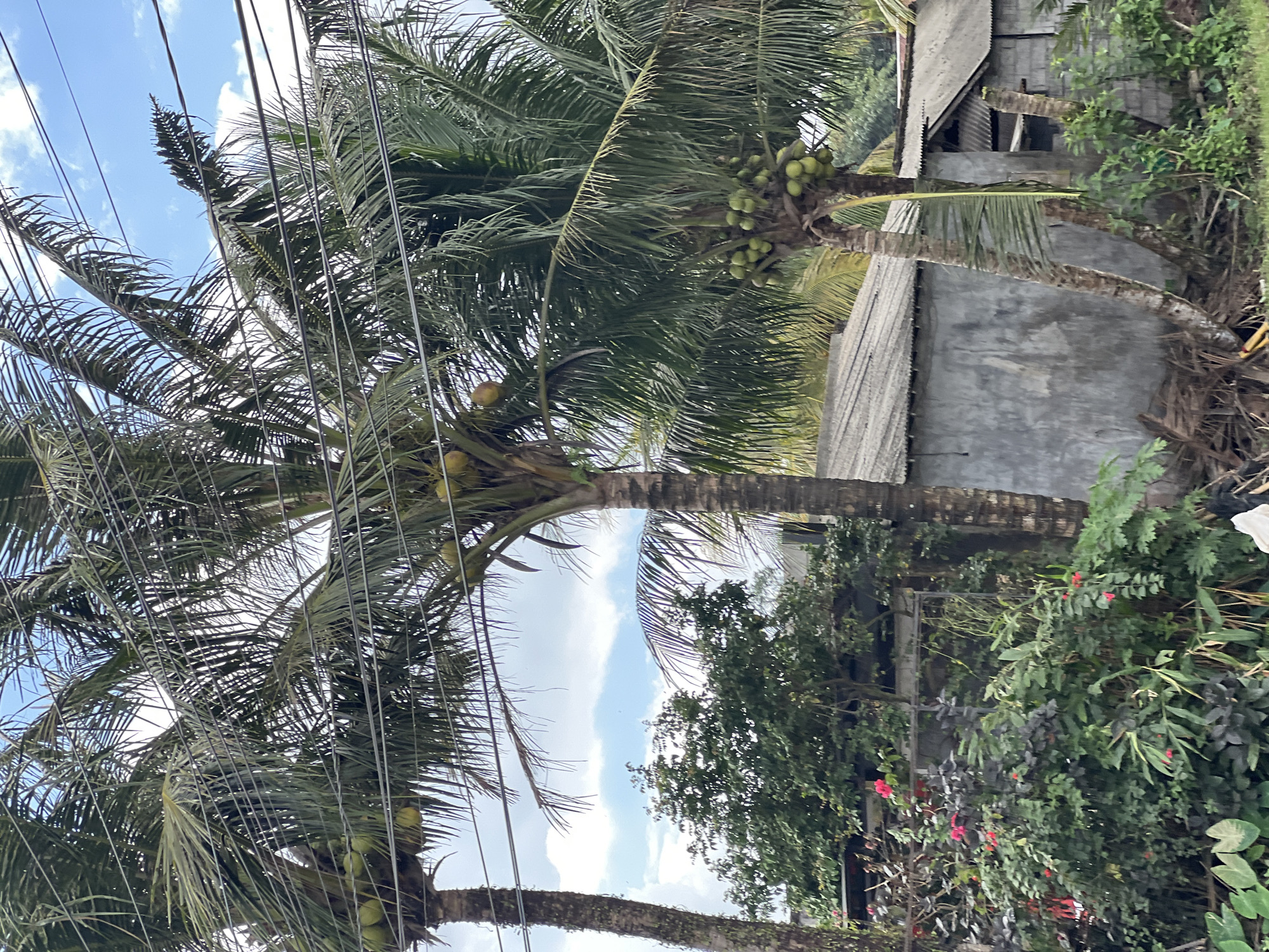 The image depicts a cluster of coconut palm trees with coconuts visible on them. The trees are situated in what appears to be an outdoor environment with some buildings in the background, characterized by corrugated metal roofs and concrete walls. Dense vegetation, including bushes and flowering plants with red blossoms, is present in the foreground. Overhead power lines are also visible, crossing through the fronds of the palm trees. The sky is partly cloudy, indicating an outdoor daytime scene. The setting is consistent with a tropical or subtropical climate, which is typical for Abiansemal, Indonesia. There are no people or animals visible in the image.