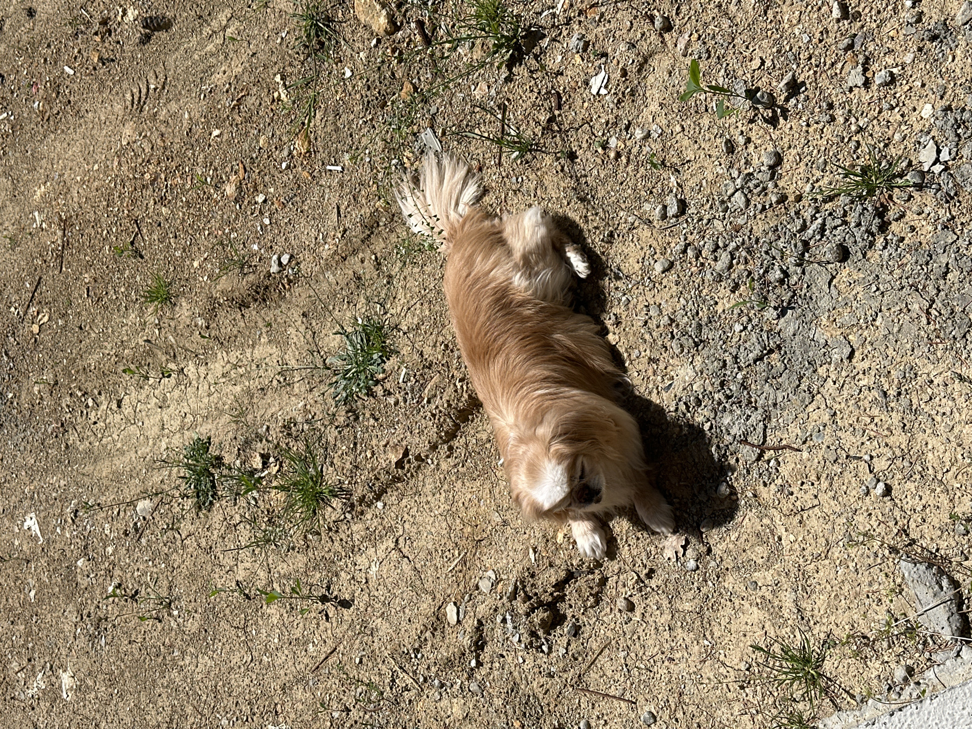 The image depicts a light brown, long-haired dog lying on dry, sandy soil with sparse green vegetation. The environment appears to be outdoors, potentially a garden or unpaved area. The lighting suggests it is daytime, with shadows cast by the dog. There are no other discernible objects or people in the frame. The location is Lyubovka, Bulgaria.