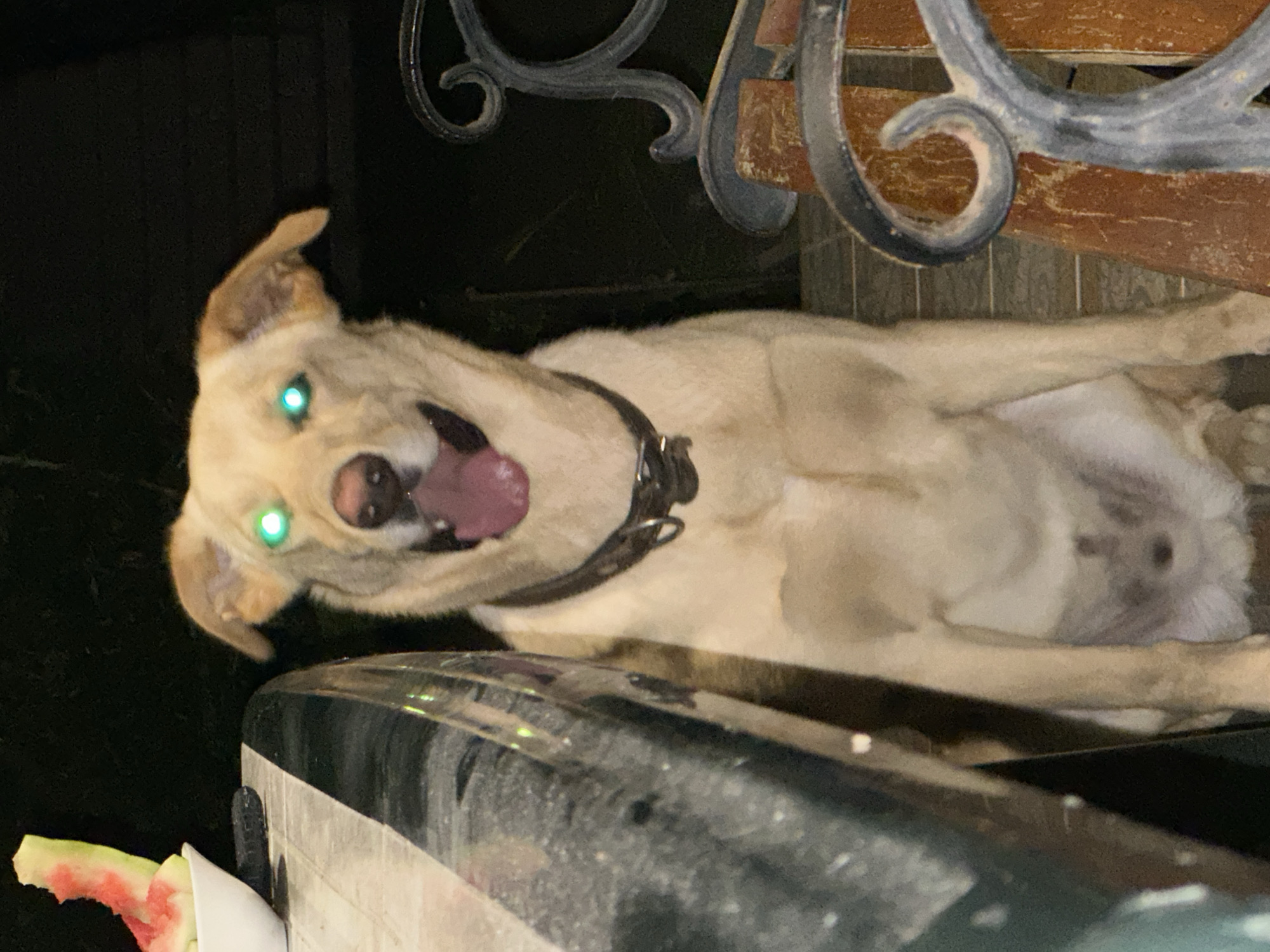 A light-colored dog with bright green eyes and its tongue hanging out sits in front of a dark background. The dog is wearing a dark collar. To the left of the dog is the edge of a table with some watermelon rind in a white bowl. To the right of the dog is a rustic-style bench. The scene appears to be outdoors at night. The location is the city of Sochi, Russia.