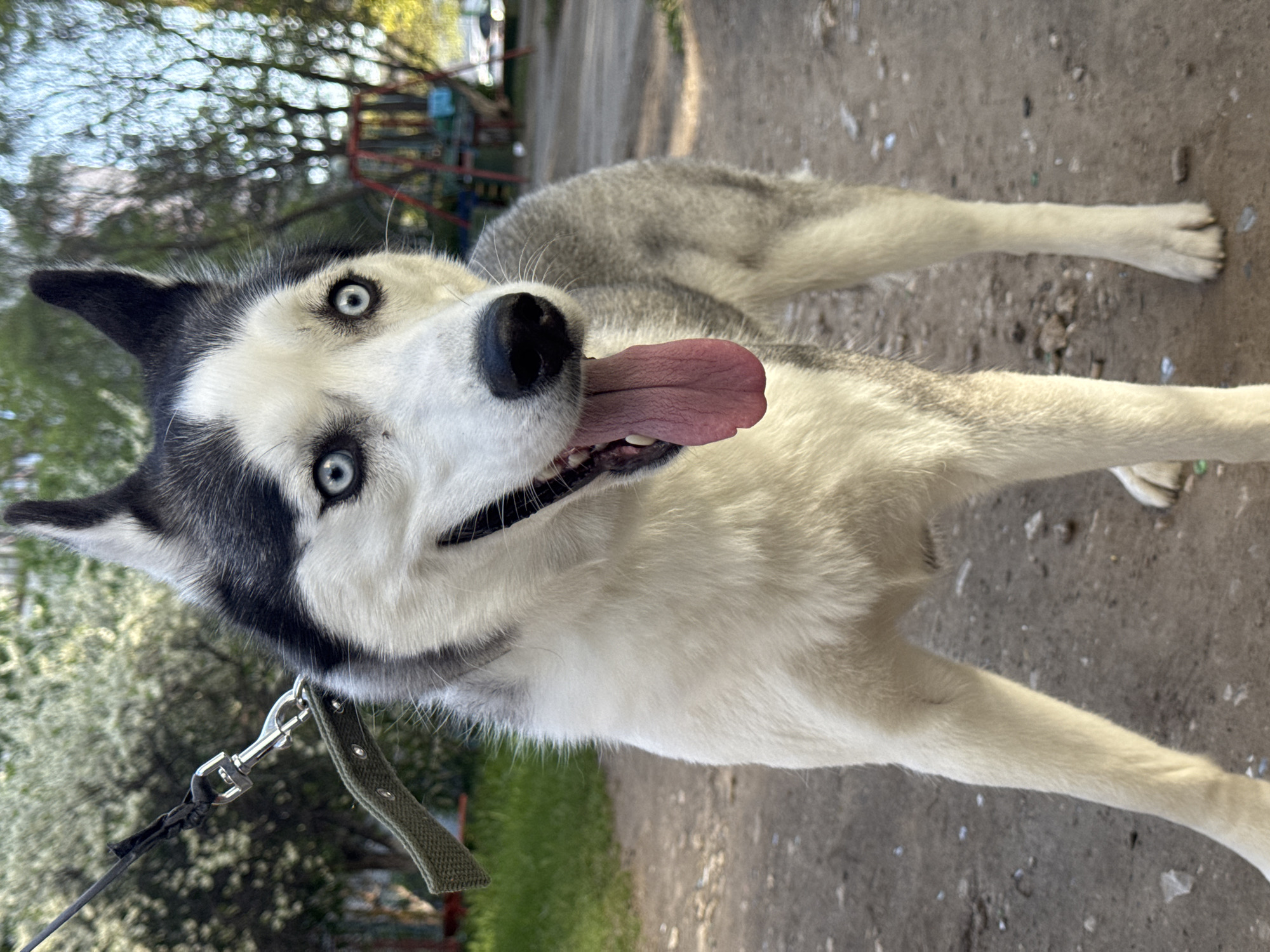 A husky dog with striking blue eyes and a black and white coat is outdoors on a pathway. The dog has its tongue out and appears to be panting. It is wearing a collar and leash, and the pathway beneath the dog is made of grey gravel. The background features a blur of greenery and hints of a building structure.