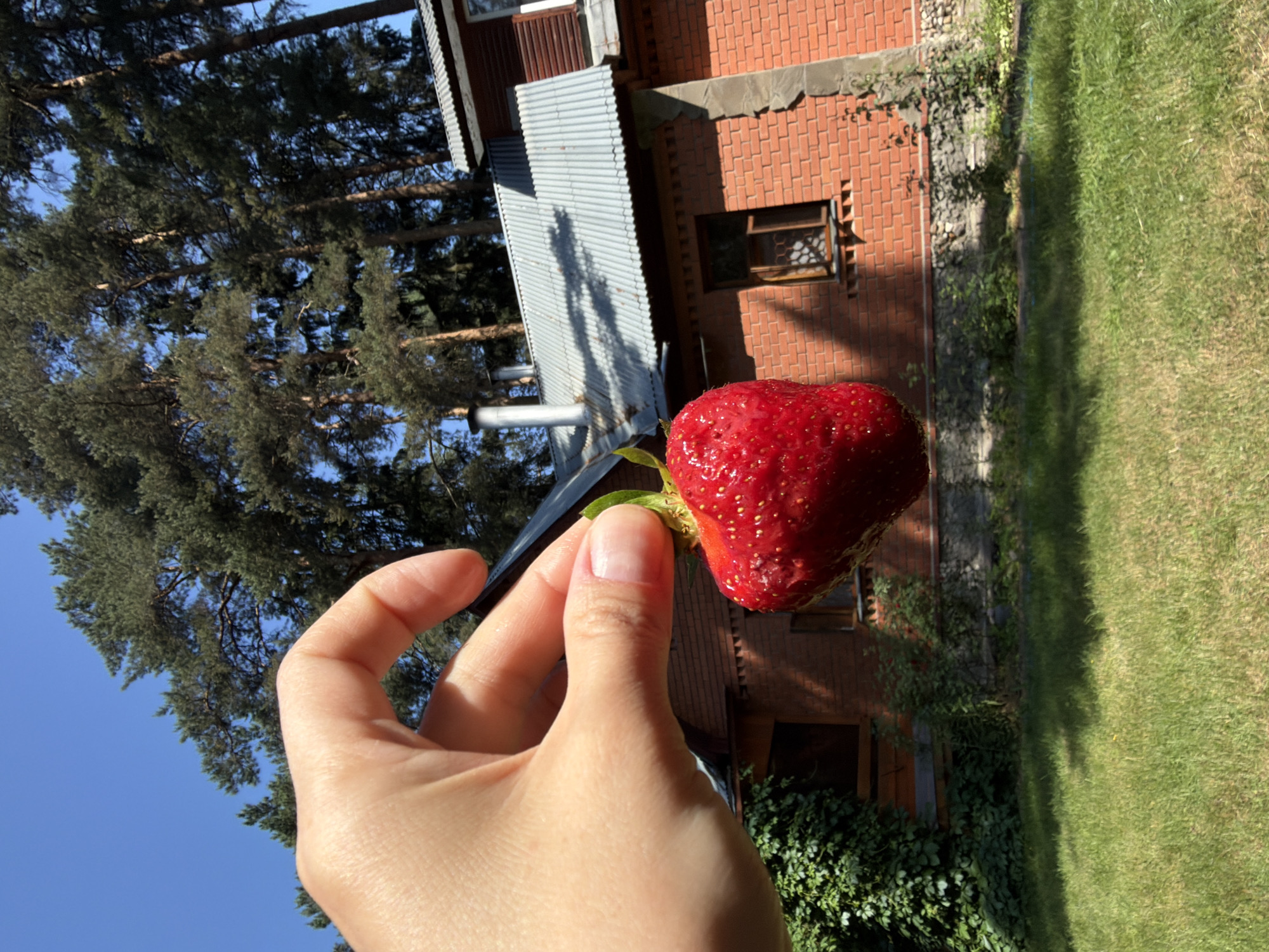 A human hand holds a ripe strawberry with its stem and leaves, using a dark object, possibly a pen, to grip it. The background features a red brick house with a corrugated metal roof, partially obscured by dense green foliage. Tall pine trees with green needles dominate the upper background against a clear blue sky. The foreground shows a well-maintained lawn casting dappled shadows. The scene appears to be a backyard or garden area in the city of Udelnaya, Russia, during daylight.