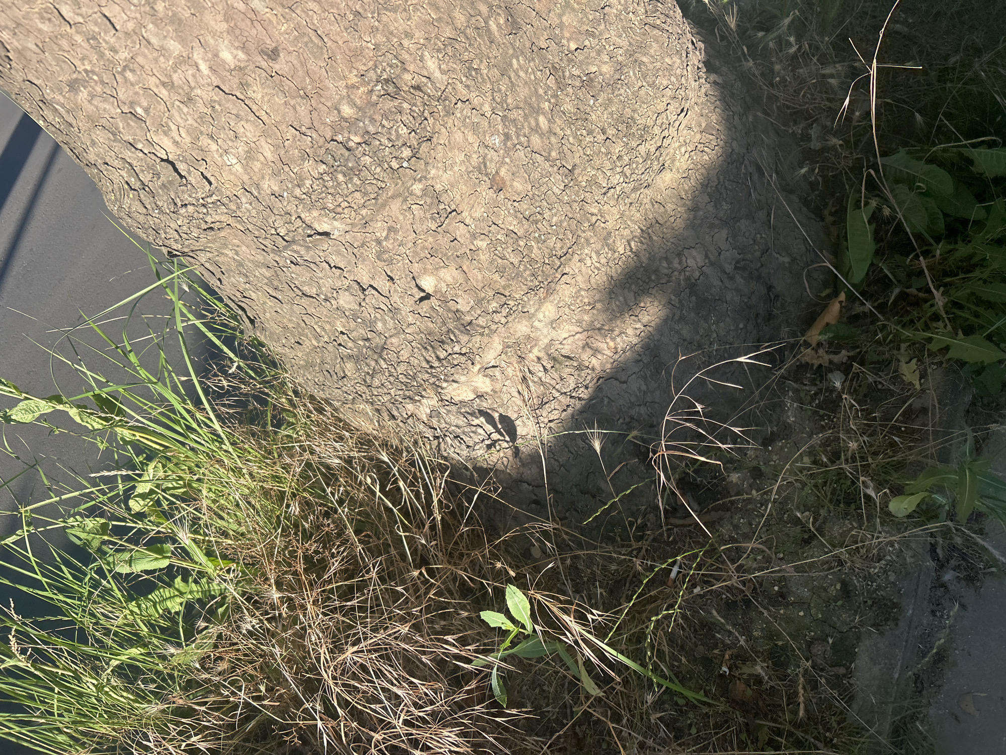 The image shows a close-up of a tree trunk and surrounding vegetation. The tree trunk has rough, textured bark. Green grass and dried weeds are growing around the base of the trunk. A shadow of some object, possibly leaves or branches, falls across the trunk. The ground appears to be dry and cracked in places. In the lower portion of the image, a cigarette butt is visible among the weeds. A dark grey surface, possibly asphalt or pavement, is visible along the bottom edge of the image. The lighting suggests it is daytime, with sunlight casting strong shadows.