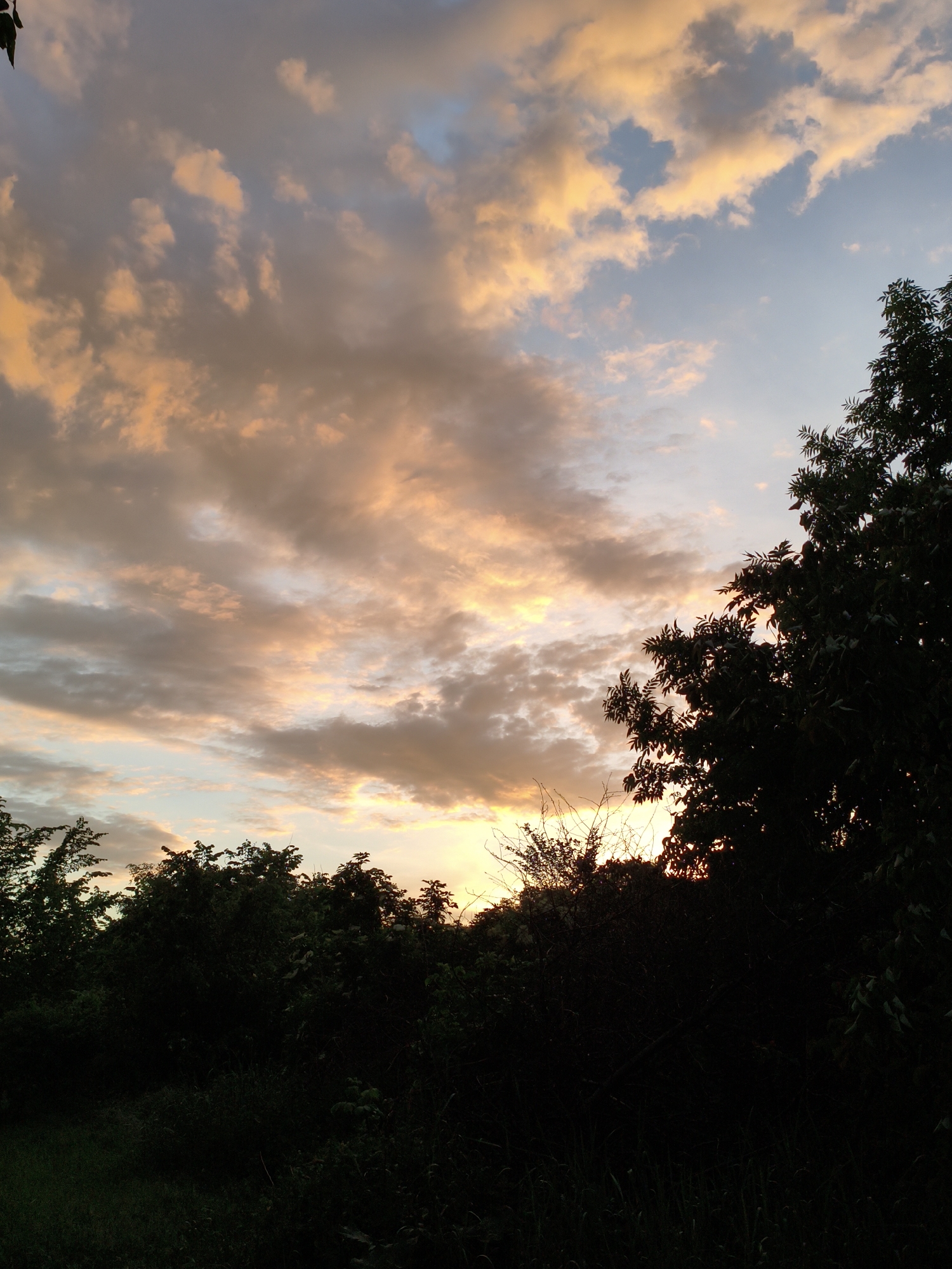 This is a photograph taken outdoors during dusk in the village of Ustyvytsia, Ukraine. The sky is filled with scattered clouds illuminated by the setting sun, casting warm orange and yellow hues across them, interspersed with patches of pale blue sky. Silhouetted against this sky are the dark shapes of trees and vegetation, forming a dense line across the lower portion of the image. The foliage appears lush and varied, with some trees having prominent leaf structures visible in silhouette. The ground in the foreground is covered in grass and other low-lying plants, also rendered in dark tones due to the low light. There are no people or specific structures visible in the frame, suggesting a natural landscape setting.