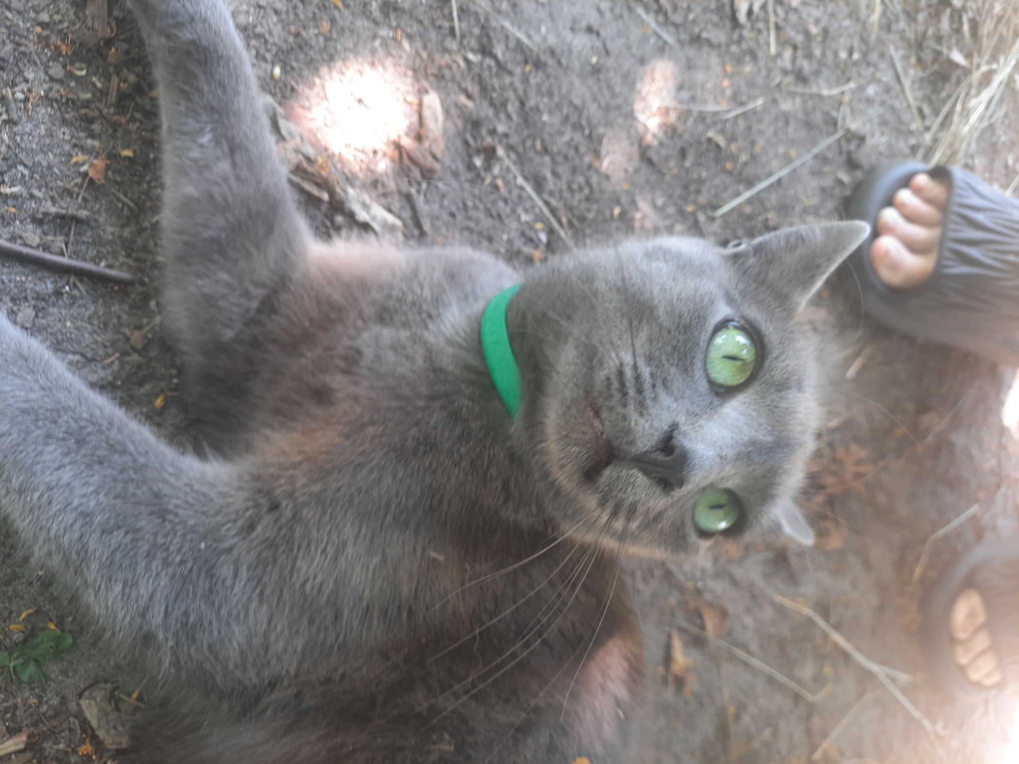 A Russian Blue cat with bright green eyes lies on the ground, looking up and to the right. The cat is wearing a green collar. In the upper left of the image, a bare foot wearing a black sandal is visible, suggesting human presence. The ground is covered in dirt, small stones, and dried leaves, indicative of an outdoor environment. Sunlight casts dappled shadows on the ground. The scene appears to be a yard or natural area within the city of Liubakhy, Ukraine.