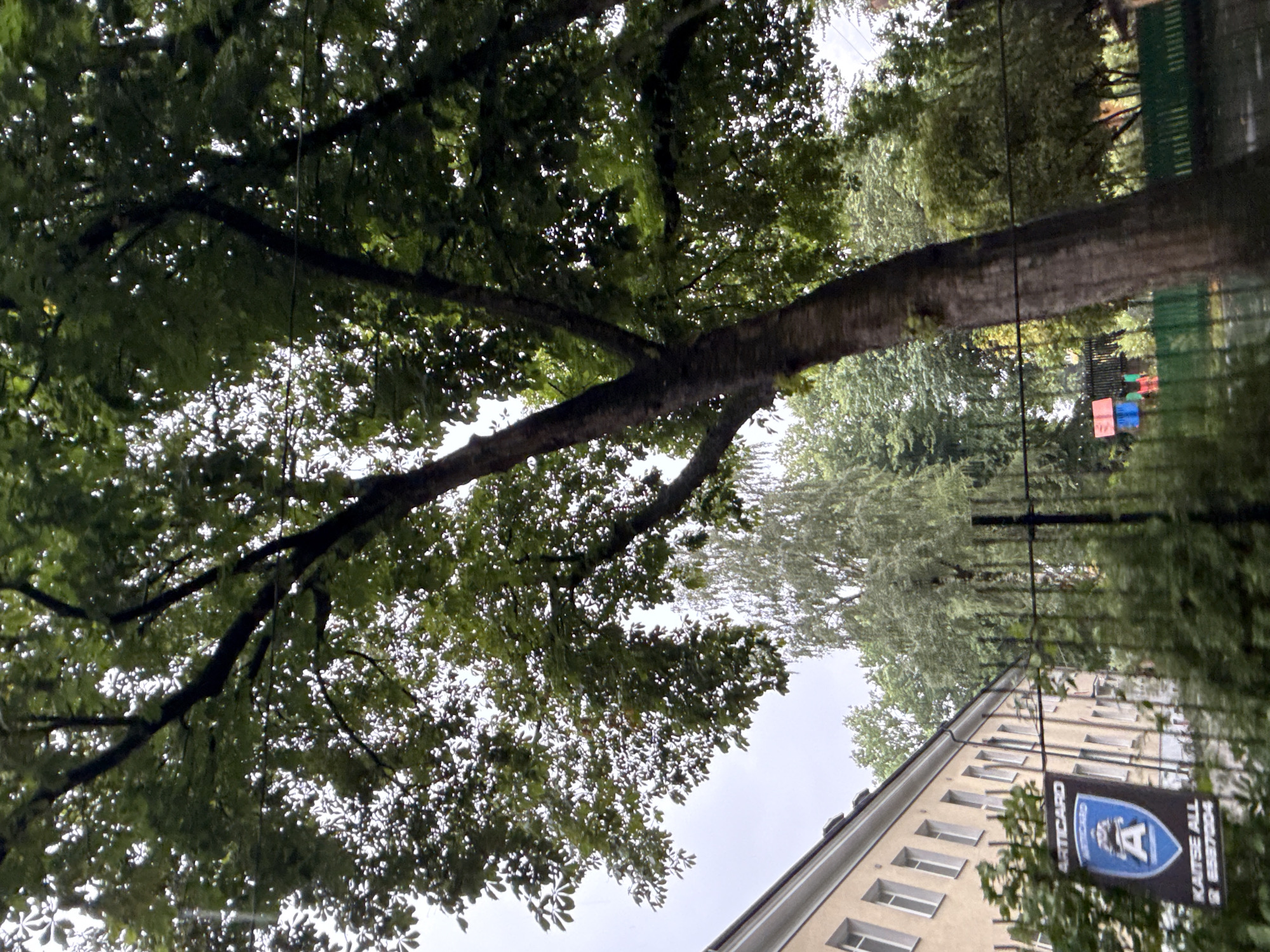 The image captures a segment of a residential area in Tallinn, Estonia, on an overcast day. In the foreground, the gnarled trunk of a mature tree with dark bark dominates the right side of the frame, its branches stretching upwards and filling much of the sky with lush green foliage. To the left, a portion of a pale yellow, multi-story building with numerous white-framed windows is visible. A dark metal fence runs across the mid-ground, partially obscured by greenery. Attached to the fence is a sign with a blue and white shield emblem containing the letter "A" and text that appears to read "ARTICARD" and "KAITSE ALL 8 8875004". Beyond the fence, a variety of trees create a dense green backdrop, and in the distance, hints of colorful playground equipment can be seen, suggesting a nearby park or schoolyard. The overall atmosphere is subdued due to the cloudy sky.