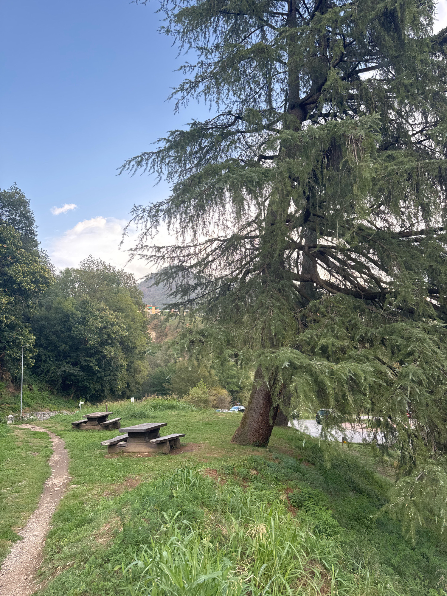 In Morbio Inferiore, Switzerland, a scenic view presents a park-like setting with a large evergreen tree dominating the right side of the frame. The tree's branches, laden with lush green needles, extend across the upper portion of the image, partially obscuring the sky, which is a clear blue with a few wispy white clouds. In the foreground, a gravel path winds its way through a grassy area dotted with wildflowers. Two weathered wooden picnic tables with attached benches are positioned on the grass to the left of the path. Beyond the picnic area, a dense forest covers the landscape, with a hint of buildings nestled among the trees on a distant hillside. The overall impression is one of a tranquil natural environment, likely a designated picnic spot within a park or natural reserve.