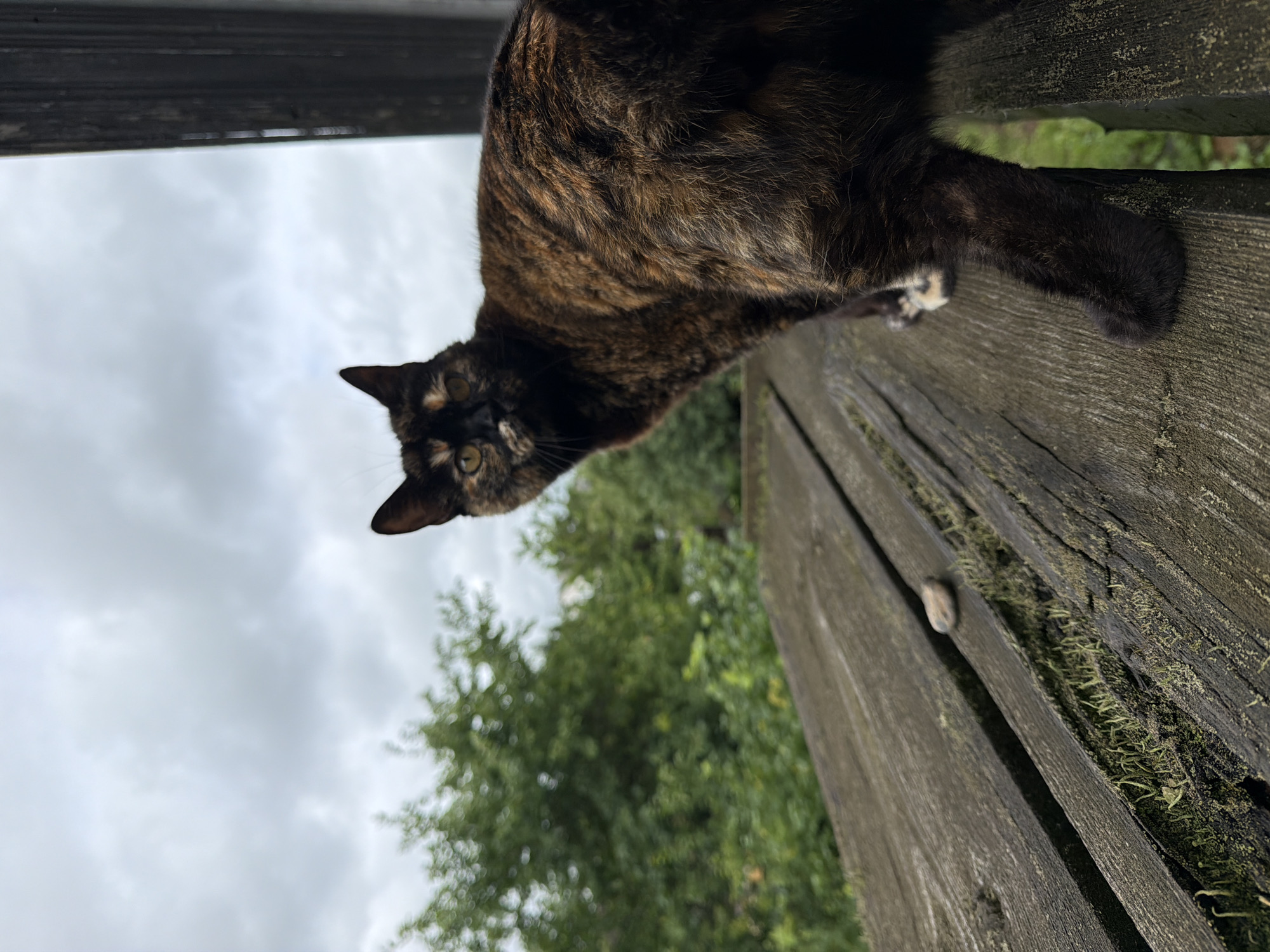 A tortoishell cat with dark brown, black, and tan fur is positioned on a weathered wooden surface outdoors. The cat is facing away from the camera, looking over its left shoulder towards the viewer. Its eyes are yellow, and its expression is neutral. The wooden surface appears to be part of a bench or table, with visible grain and moss growing in the crevices. In the background, lush green trees are out of focus under a cloudy, overcast sky. A dark vertical structure, possibly a fence or wall, is visible on the right side of the frame. The scene is devoid of human presence. The location is identified as Папярнянскі сельскі Савет, Belarus.