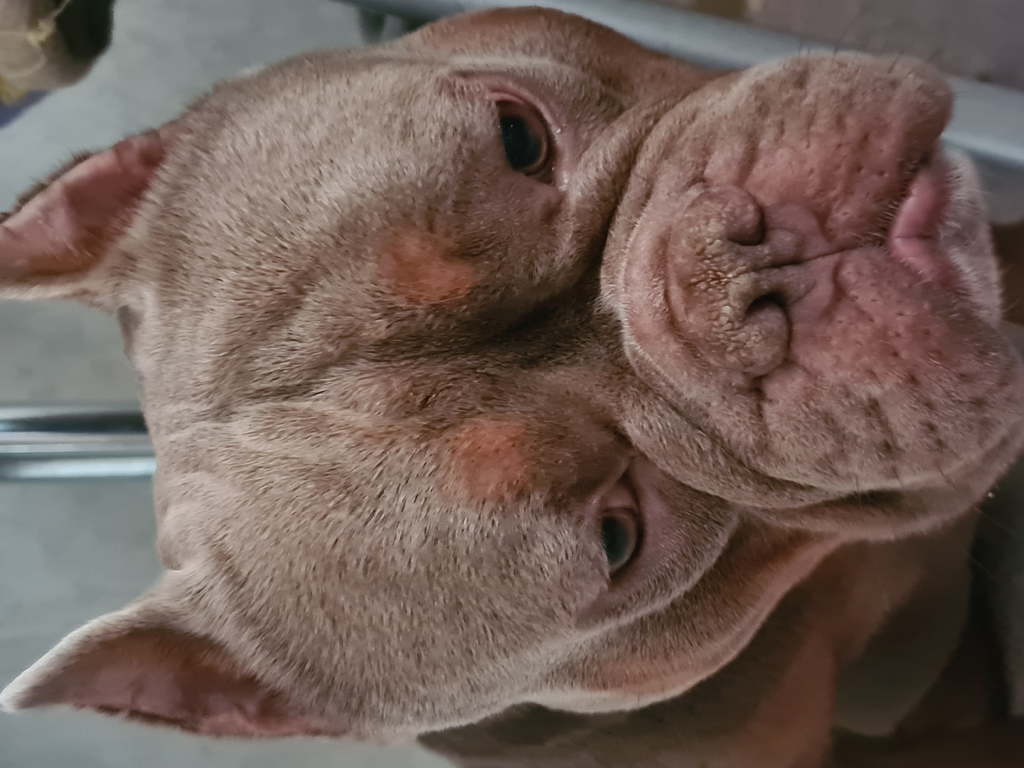 The media file is a close-up, high-angle, studio shot of a light brown dog, possibly a pit bull mix, lying down. The dog's head is tilted to the side, and its eyes are partially closed, suggesting a relaxed or sleepy state. The dog has prominent wrinkles on its face, particularly around its snout and eyes, and its fur is short and dense. There are small patches of lighter fur on its cheeks. The background is out of focus and appears to be a neutral-colored surface, possibly a floor or a piece of furniture, with some blurred metallic elements suggesting chairs or a table. There is no discernible activity or event taking place, other than the dog resting. The lighting is soft and even, typical of indoor photography. No text is visible in the image.