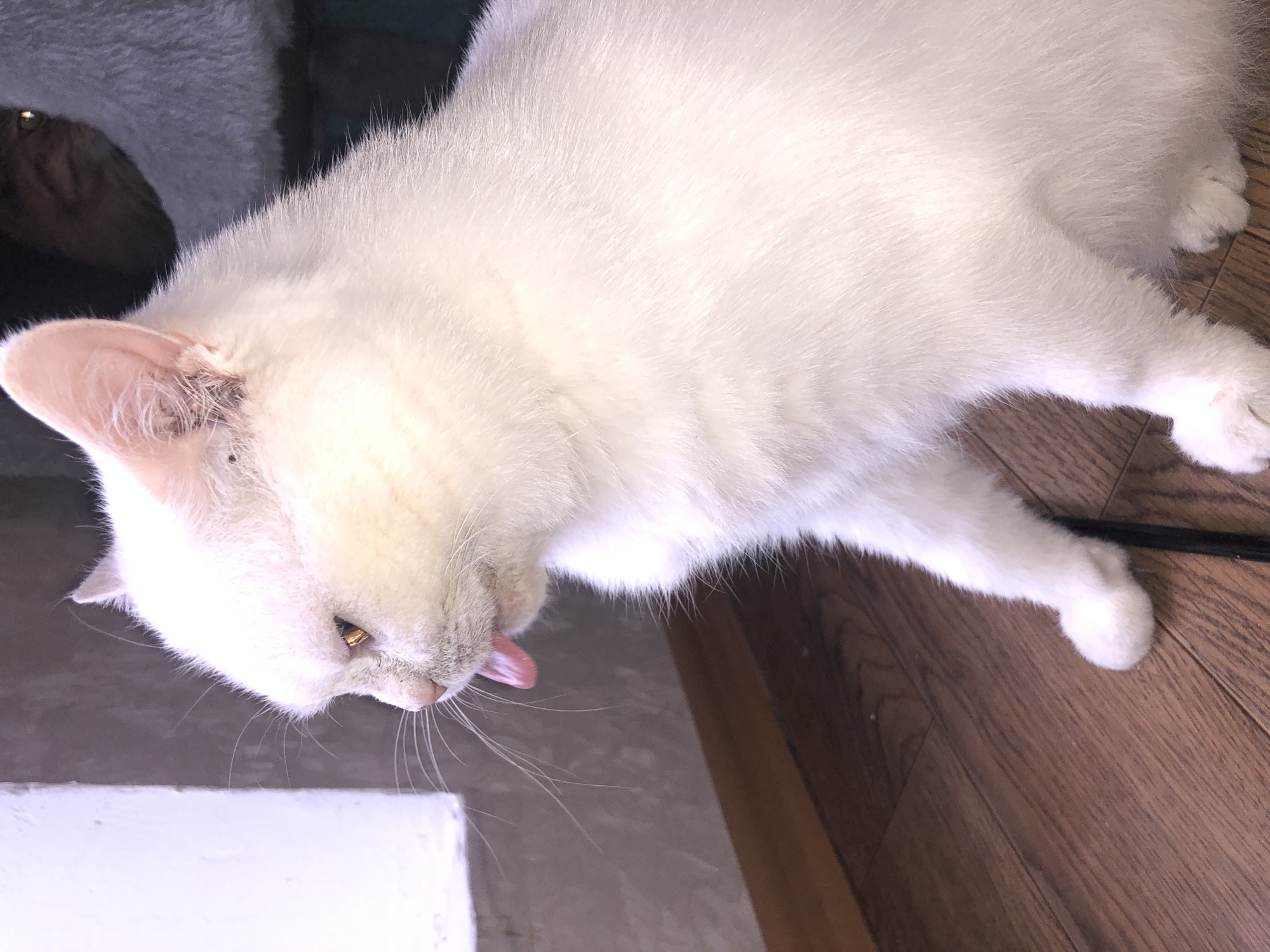 A white cat is sitting on a wooden floor, with its tongue sticking out. The cat is in profile, facing left. The background includes a white wall and a dark fuzzy object.