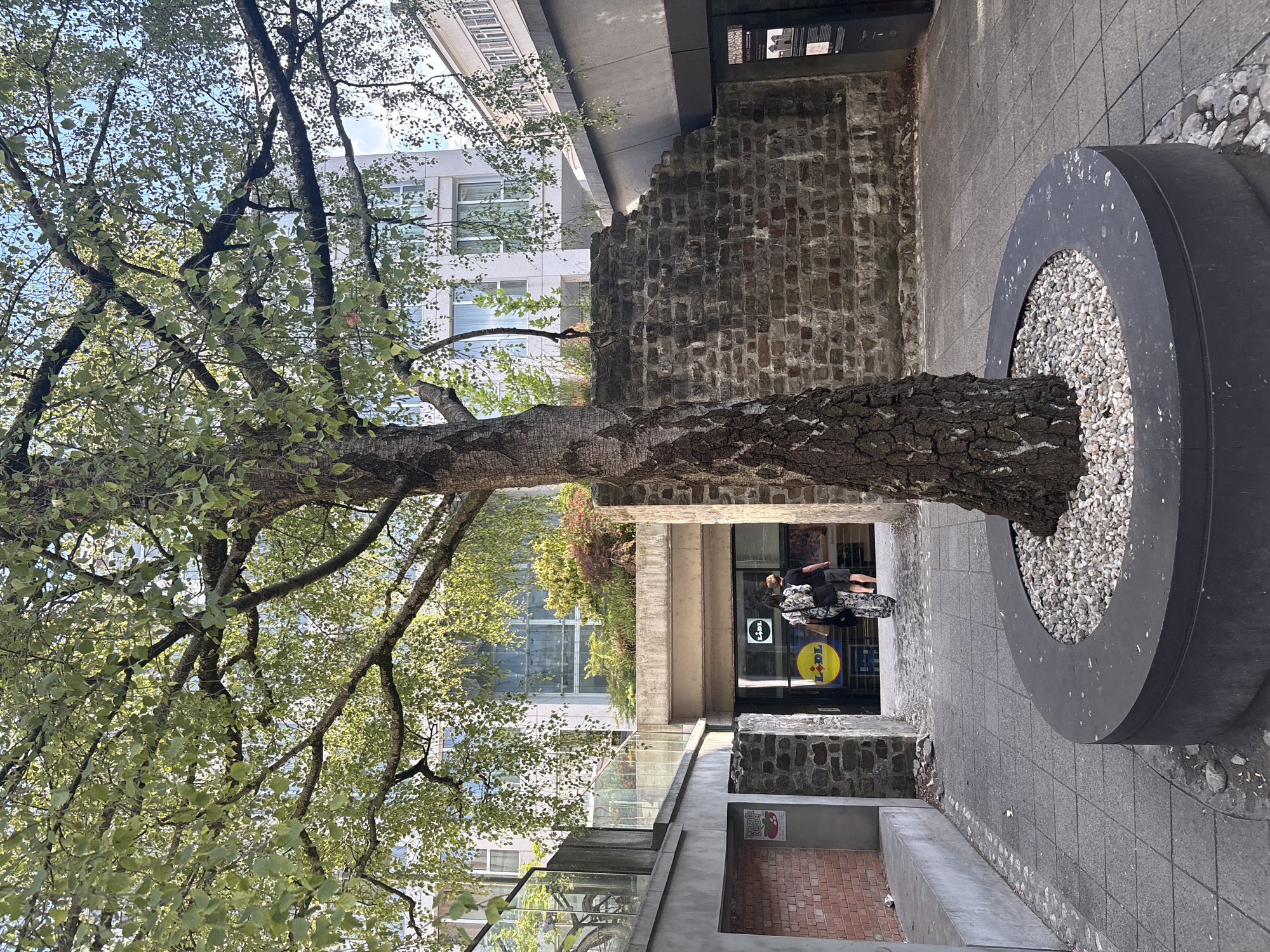 The image shows an outdoor scene with a large tree in the foreground, its branches and leaves filling much of the frame. Behind the tree, a brick wall and a modern building with glass windows are visible. A circular planter filled with white pebbles is located to the right of the tree. Two people are standing near the entrance of a store with "LIDL" signage. The scene appears to be an urban environment, possibly a pedestrian area or an alleyway. The lighting suggests it is daytime, and the weather appears to be clear. The overall impression is one of an everyday urban setting with a touch of nature provided by the tree.