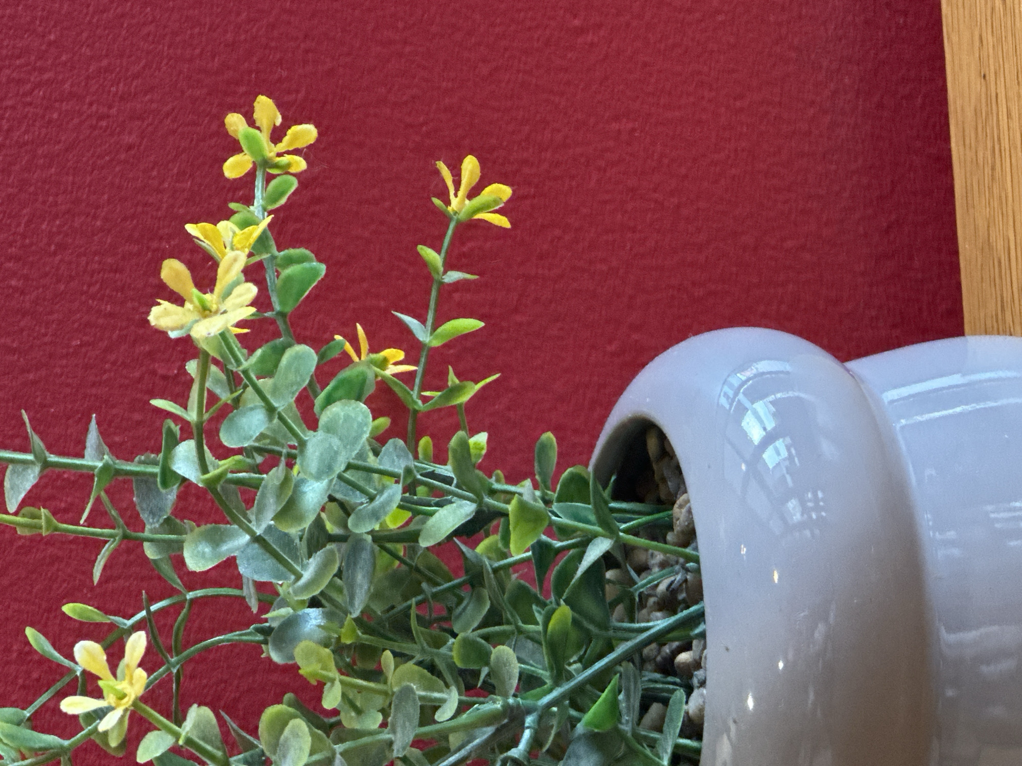 A close-up, medium shot captures a faux potted plant with small yellow flowers and green leaves, set against a textured red background. The plant's stems are thin and green, and the leaves are oval-shaped and a muted green color. The small yellow flowers have delicate petals. The plant is in a light-colored, ceramic pot filled with small stones. The pot is smooth and has a reflective surface, showing highlights and faint reflections of what appears to be windows or lights. The background is a solid, rich red color with a subtle texture, possibly fabric or wallpaper. The scene is brightly lit, emphasizing the textures and colors. A portion of a light brown wooden surface is visible at the bottom of the frame. There are no people or animals present in the image. The image is devoid of any specific Krefeld, Germany landmarks or contextual clues; it's a still life composition.