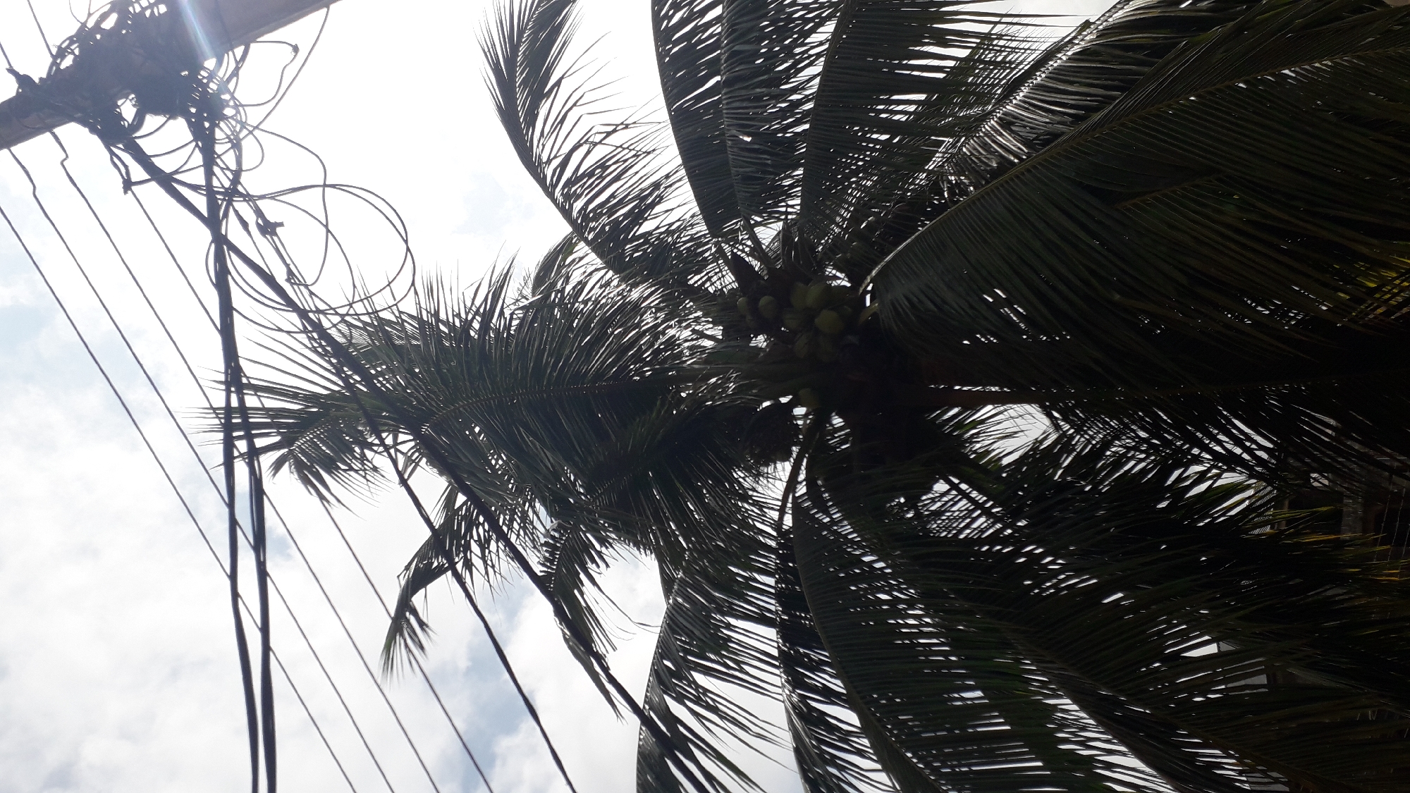 The image captures a view looking up at a coconut tree with its fronds silhouetted against a bright, overcast sky in Nkpor, Nigeria. Several black electrical wires are strung across the upper portion of the frame, some of which are entangled with a wooden utility pole on the right side of the image. A cluster of green coconuts is visible among the palm fronds. The lower part of the scene is dominated by the dark green leaves of the coconut tree.