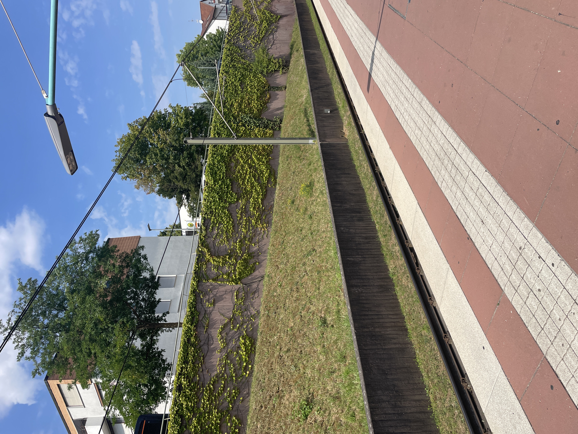 A sunny, outdoor, ground-level shot captures a city scene with a tram track, platform, and a green, ivy-covered wall. The tram tracks run diagonally across the bottom half of the image, bordered by a textured, reddish-brown platform. The platform is composed of large red tiles and a narrower strip of lighter-colored, textured tiles. To the left of the tracks is a low, dark brown wall. Behind this wall, a grassy incline slopes upwards towards a concrete retaining wall covered in lush green ivy. In the background, a white building with brown trim and windows is visible, partially obscured by a large, leafy green tree. Further in the background, more trees and a residential building with a red roof can be seen. A street lamp on a pole extends into the upper right portion of the frame, with overhead wires also present. The sky is a clear blue with scattered white clouds. There are no people or animals visible in the image.