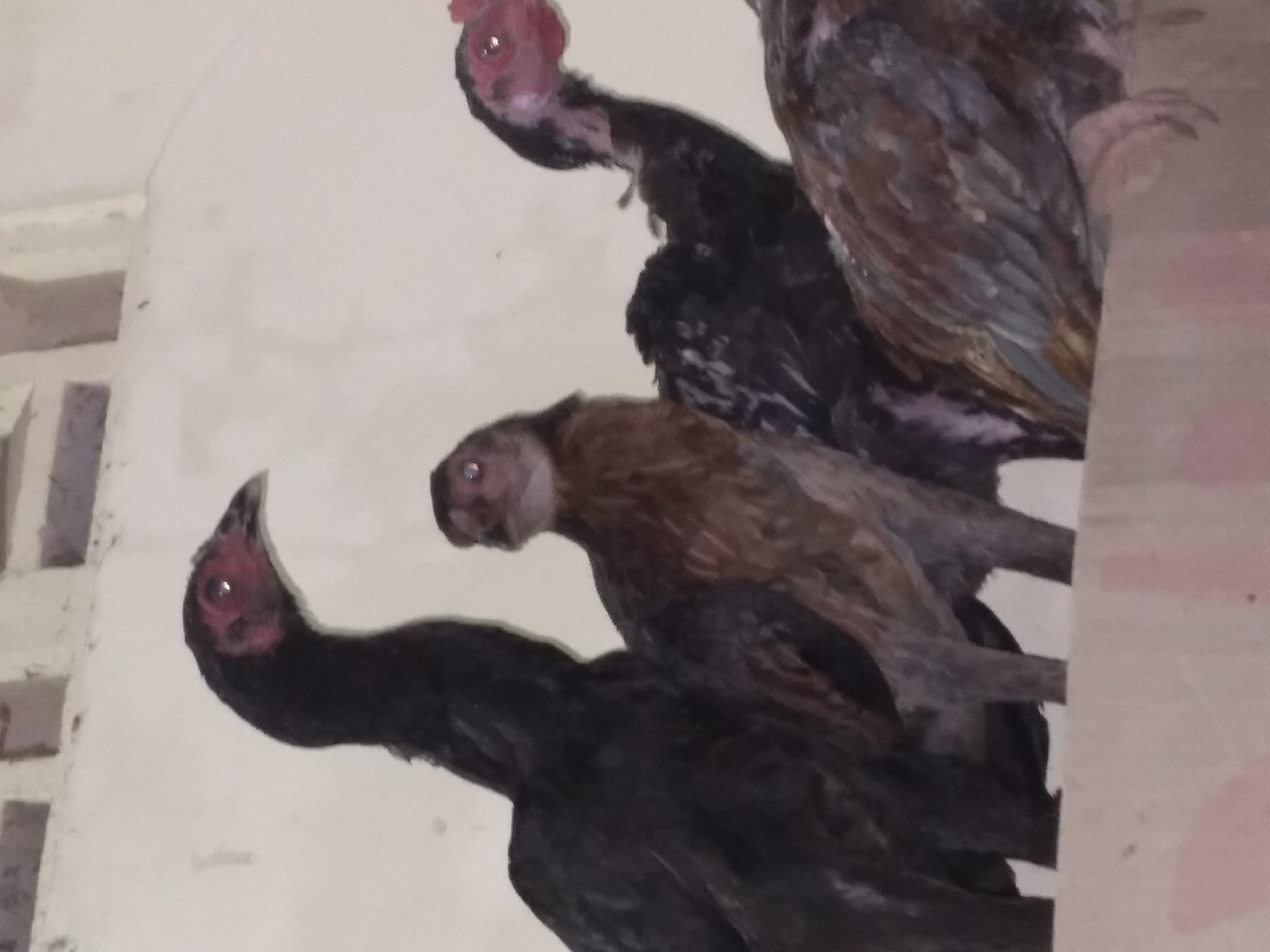 The image depicts a group of chickens, likely of a gamecock breed, standing on a ledge or wooden structure. The chickens are in various shades of black, brown, and gray, with some exhibiting reddish wattles and combs. They appear to be in an outdoor or semi-enclosed area, possibly a coop or yard, with a light-colored wall or background. The lighting suggests it is daytime. The scene does not provide specific visual cues to pinpoint its exact location within Pandak, Indonesia, beyond it being a place where chickens are kept.