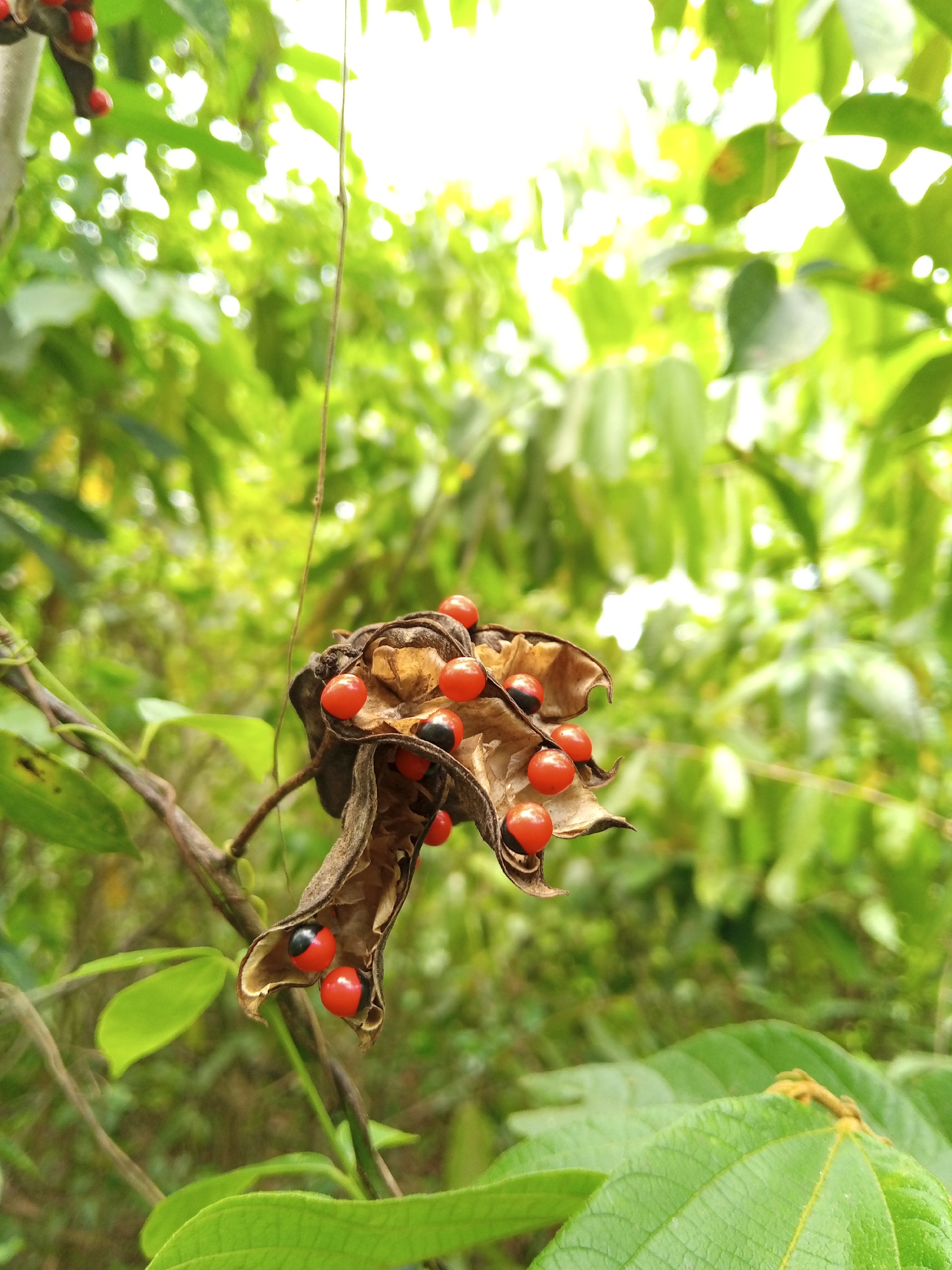 The image depicts a close-up of a plant with distinctive red and black seeds emerging from a dried seed pod. The plant is situated in a lush, green environment. It's located in Payadua, Indonesia. The foreground is dominated by the pod and seeds, while the background features blurred foliage indicating a dense, natural setting. The lighting is bright, possibly suggesting a daytime outdoor setting. No people are visible in the image.