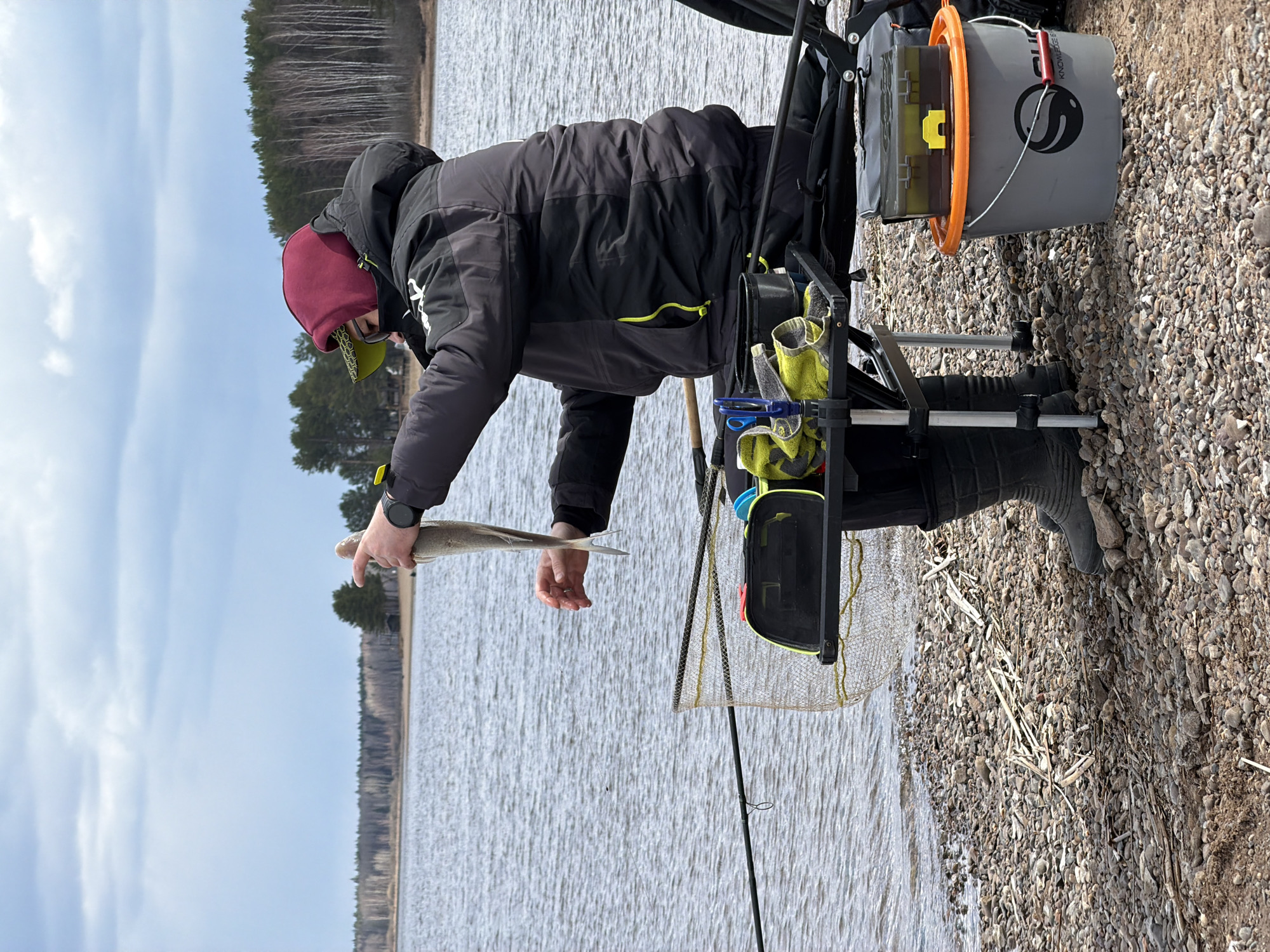 An outdoor scene captures a person engaged in fishing on the rocky bank of a large body of water, likely the Kama Reservoir in Chaykovsky, Russia. The person, dressed in a dark padded winter jacket, dark pants, a maroon beanie, and a lime green buff covering their neck and lower face, stands beside their fishing setup. A smartwatch is visible on their left wrist.
They are holding a slender, light-colored fish, possibly a zander or pike-perch, in their left hand. Adjacent to them is an organized fishing station, including a dark fishing chair or platform equipped with various attachments. A grey bucket with an orange handle and rim sits nearby, topped with a clear plastic tackle box featuring a yellow clasp. The bucket bears a black stylized 'S' or swirl logo and the word "KNOWLEDGE".
Several lime green/yellow cloths or towels are tucked into holders on the fishing rig, alongside blue fishing tools. A fishing net lies on the ground next to a fishing rod that extends towards the water.
In the background, the water shows slight ripples under a partly cloudy, pale blue sky. Across the water, a distant forest line consists of a mix of bare deciduous trees and evergreen conifers, suggesting early spring or late autumn. The overall impression is one of a cool, bright daytime.