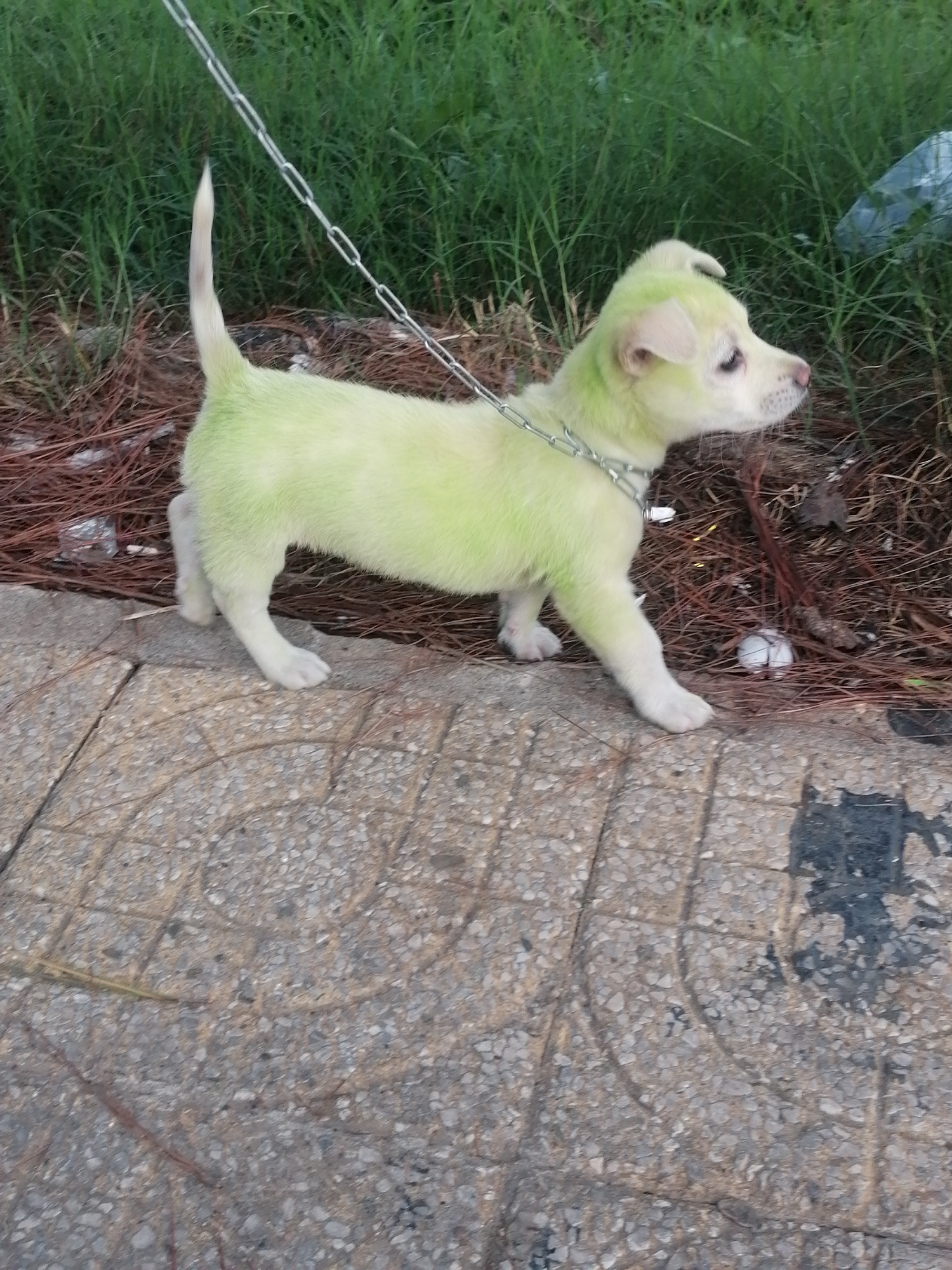 In Xuân Hương, Đà Lạt, Vietnam, a small, white, short-haired dog with green dye on its torso and head stands on a paved walkway. The dog is leashed with a silver-colored chain. A grassy area is behind the dog, with pine needles and debris scattered between the grass and the walkway. Part of a clear plastic bag is visible in the grass. The walkway is a grey stone or concrete material with visible cracks and variations in texture. There is a dark-colored stain on the walkway. The dog's tail is raised.