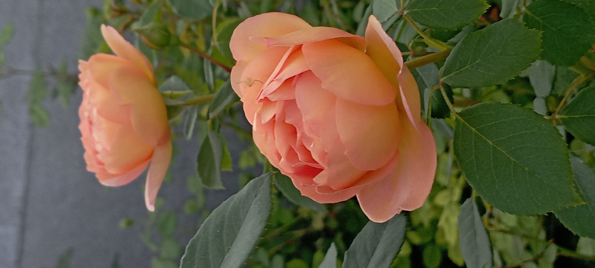 The image displays a close-up of two peach-colored roses in bloom, set against a blurred background of greenery and a grey wall. The foreground rose is in sharp focus, showcasing its layered petals and a tiny green spider perched on its upper right side. The second rose is slightly out of focus in the upper background. Green rose leaves surround the flowers. The setting appears to be a garden or outdoor space, possibly in Radisne, Ukraine, judging by the presence of roses which are commonly grown in gardens in that region. There are no people or animals other than the spider visible in the image. The overall atmosphere is serene and natural.