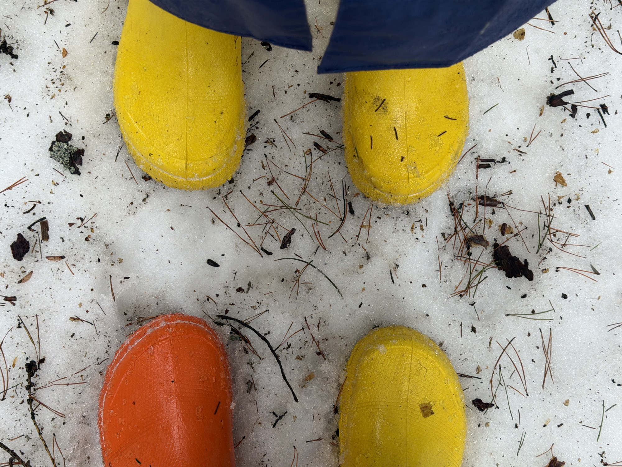 The image shows a view from above of a patch of melting snow with four rain boots. Three are yellow and one is orange. The boots are arranged in a rough square, with the orange boot in the lower left corner. Pine needles and small pieces of debris are scattered on the snow. A part of a navy blue jacket is visible between the top two yellow boots. The location of the image is not possible to identify as Chaikovsky, Russia.