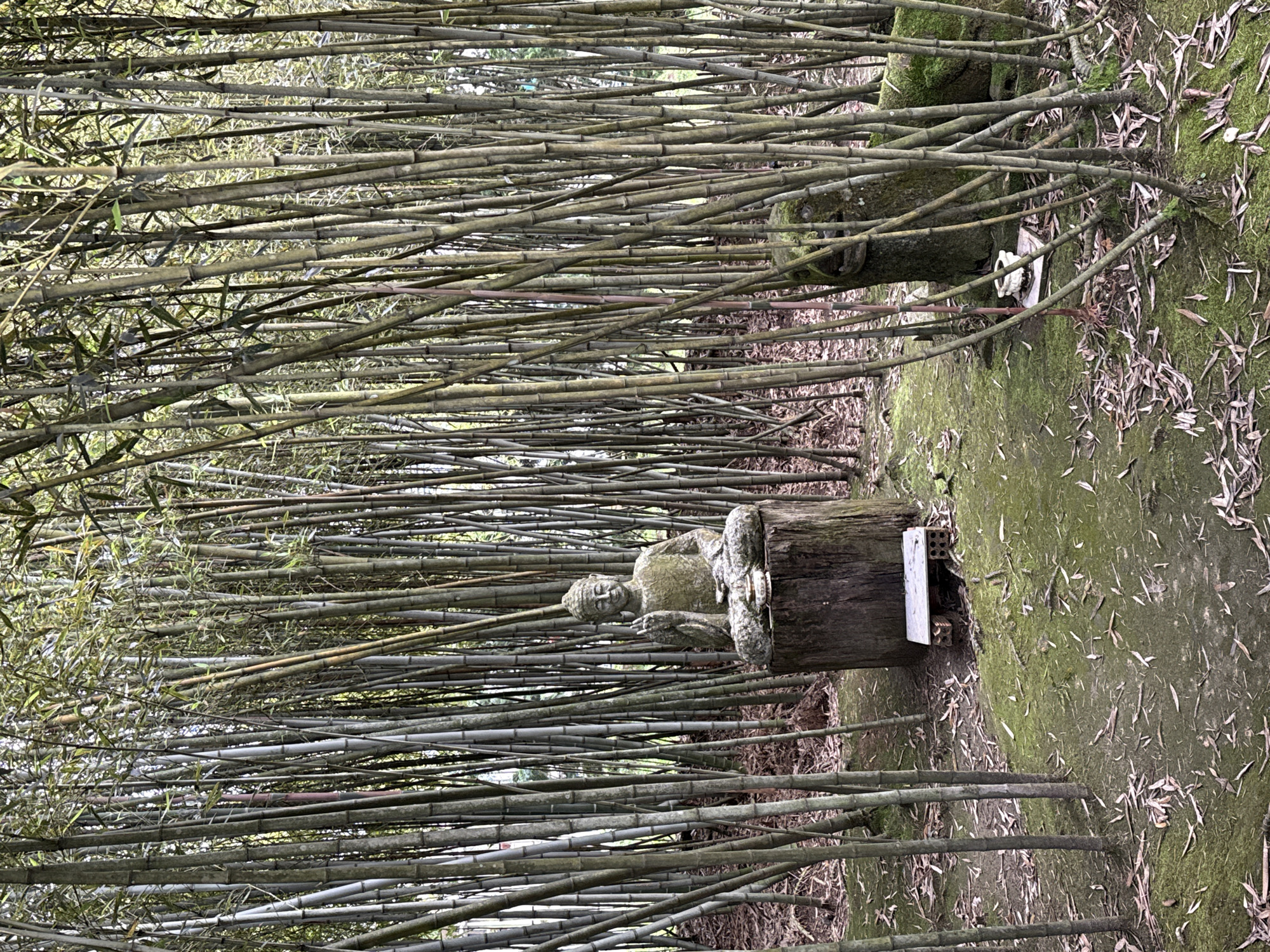 The image, oriented vertically but depicting a horizontal scene when viewed correctly, captures a serene and dense bamboo grove. At the center, a stone Buddha statue, partially covered with green moss, is seated gracefully on a weathered, rough-hewn wooden tree stump. The Buddha appears to be in a meditative or teaching posture, contributing to the tranquil atmosphere.
Surrounding the statue, numerous bamboo culms rise closely together, forming a dense wall of slender, segmented stalks that create a sense of enclosure and depth. The bamboo varies in color from pale green to gray and brown, with some lighter green leaves visible among the culms. The ground beneath the bamboo is covered with lush green moss and scattered dry bamboo leaves, creating a soft, natural carpet. To the immediate right of the Buddha statue, resting on the mossy ground next to the wooden stump, is a small white offering bowl or dish placed on a brick.
The scene suggests a quiet, contemplative space, possibly within a garden or a temple ground, consistent with the cultural and natural beauty found in Da Lat, Vietnam. The lighting appears diffused, indicative of an overcast day or dappled sunlight filtering through the dense bamboo canopy, enhancing the peaceful ambiance. No discernible text is visible in the image.