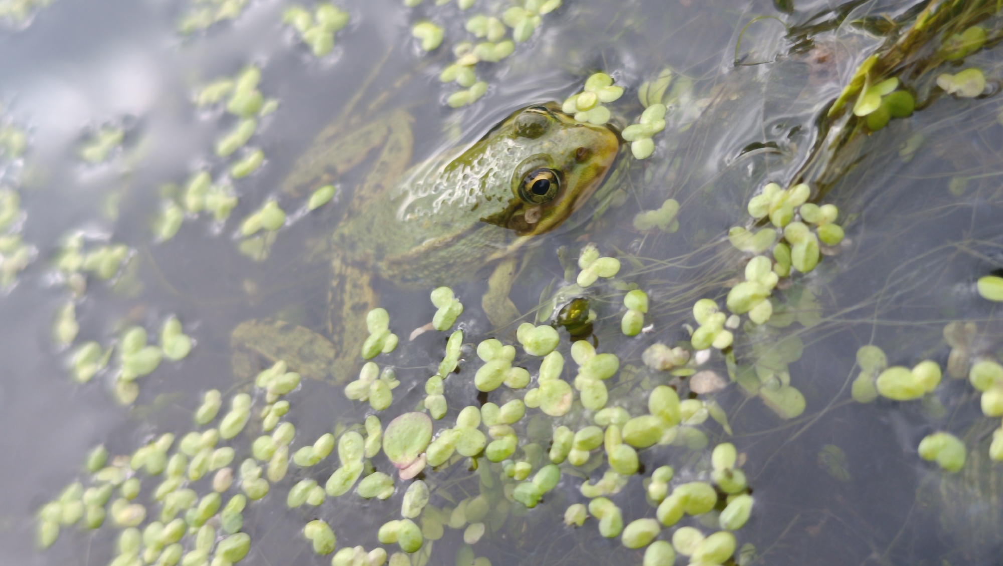 The image shows a close-up, overhead view of a green frog partially submerged in murky water. The frog is surrounded by numerous small, green aquatic plants, likely duckweed, which cover the surface of the water. The frog's head and upper body are visible, with its eyes clearly discernible. Wisps of submerged vegetation can also be seen. The overall environment appears to be a natural body of water, possibly a pond or slow-moving stream. There is no indication of the city of Karsha, Russia, or any urban elements within the image.