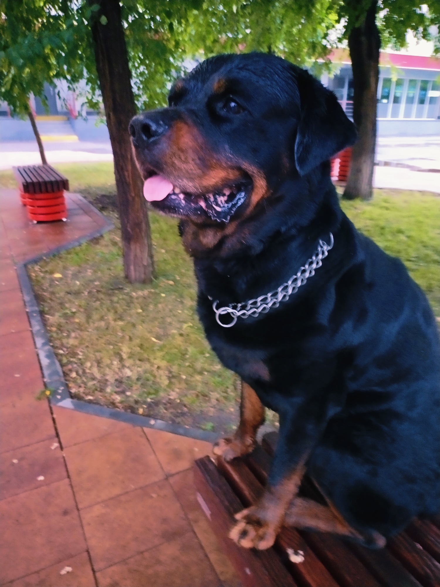 A Rottweiler dog sits on a wooden bench in an urban park. The dog is black with tan markings and wears a silver chain collar. Its tongue is visible and hanging out of its mouth. In the background, trees with green leaves and a building with large windows are visible. A red and wooden bench is situated to the left of the Rottweiler. The ground is paved with reddish-brown tiles and scattered with dry leaves. The scene appears to be in Horishni Plavni, Ukraine.
