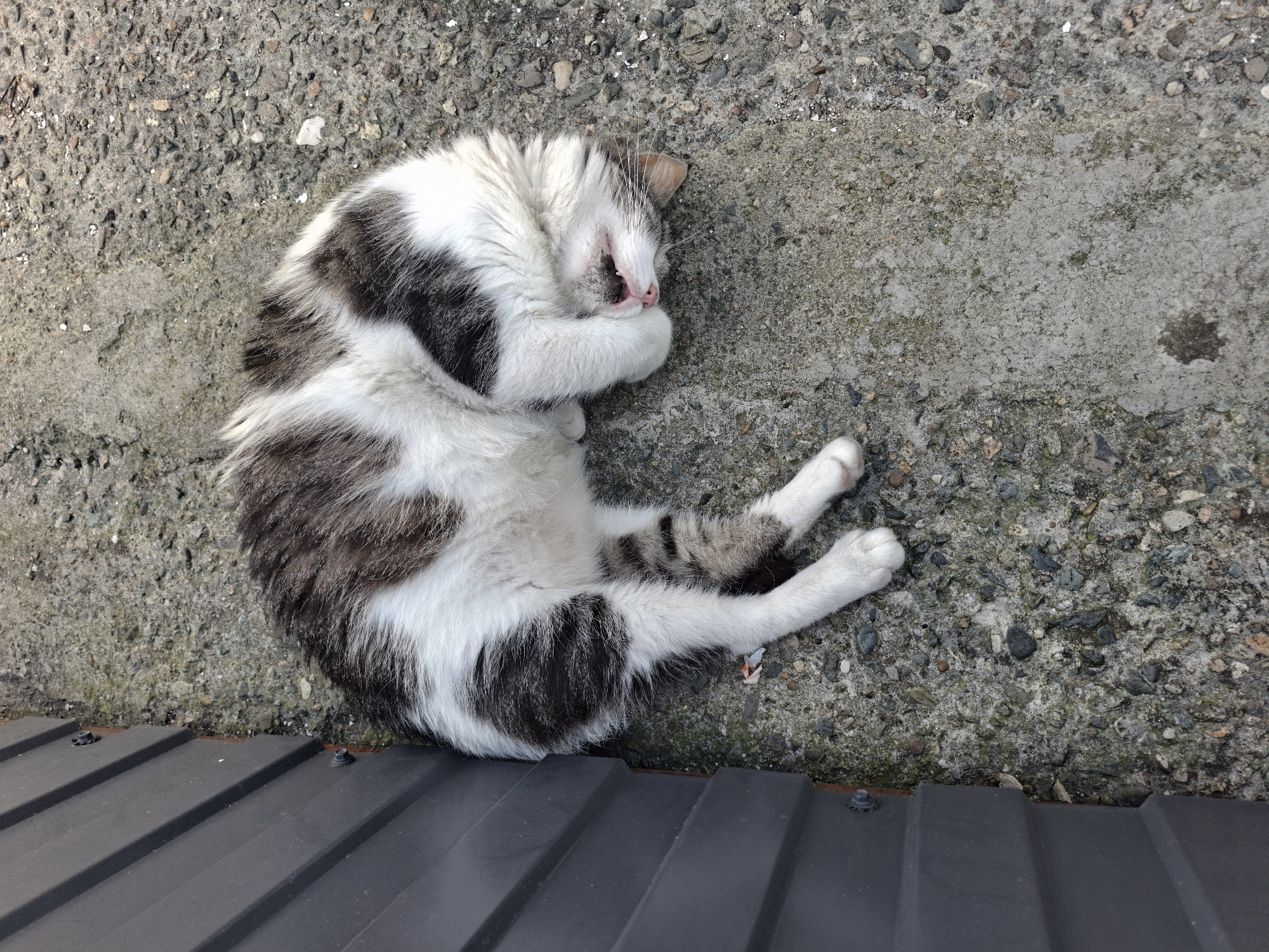 A domestic cat is lying curled up on a concrete surface next to a dark gray corrugated metal fence. The cat has white and tabby markings, and its face is obscured by its paws. The cat appears to be sleeping or resting. The environment is outdoors, with small stones and debris scattered on the concrete. No people are visible in the image. This scene is not specifically identifiable as being in Sochi, Russia, as it depicts a common urban or suburban setting.