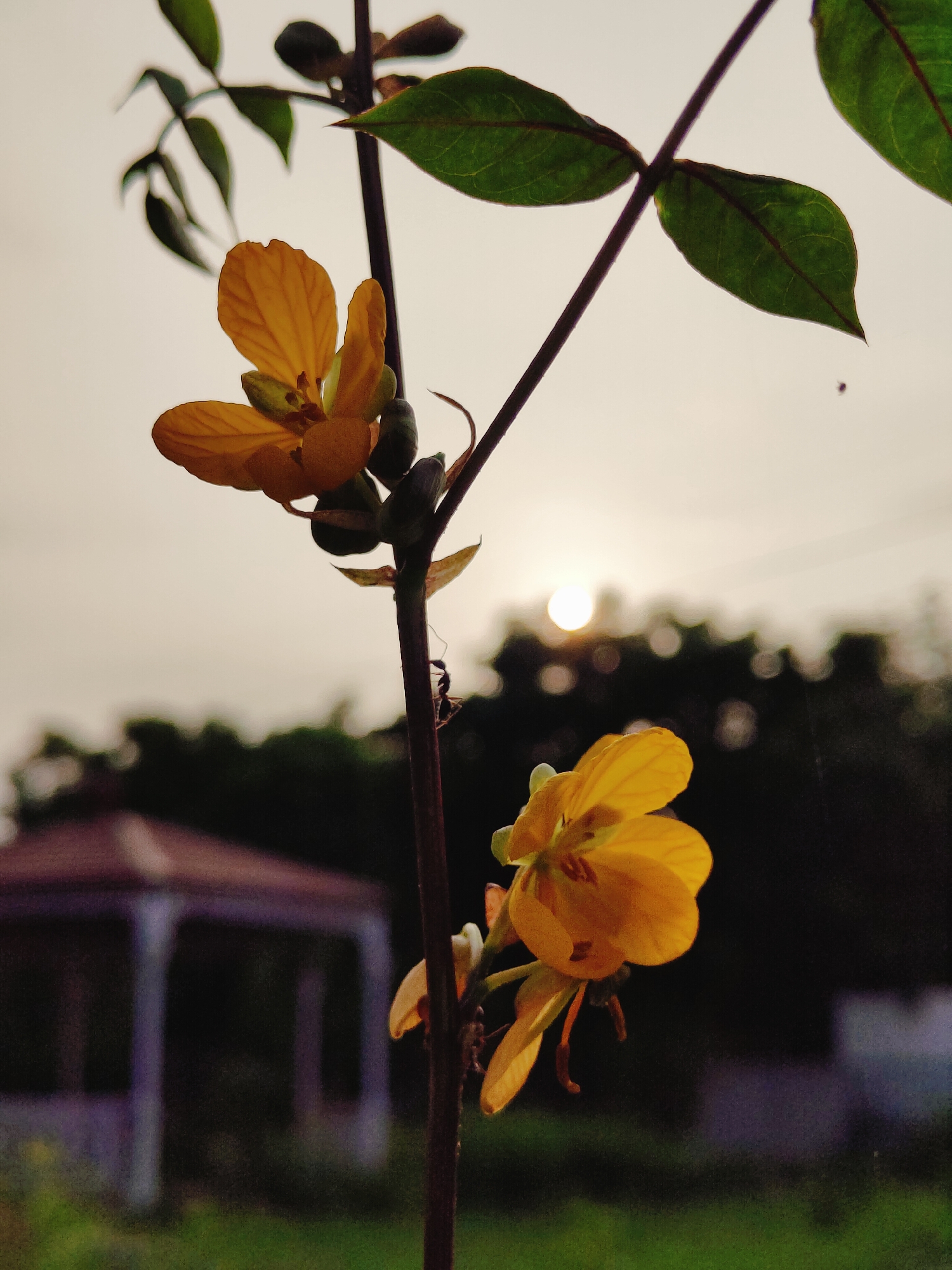 A close-up, eye-level shot focuses on two yellow flowers with green buds and dark brown stems. The flowers are positioned on the right side of the frame, with the lower flower appearing larger and more in focus. The upper flower is slightly out of focus. The background is a muted, hazy sky with a bright, circular sun visible in the upper center, creating a lens flare effect. Below the sun, dark green foliage is blurred, and a section of a purple-roofed building with white pillars is faintly visible in the lower left quadrant. The overall lighting suggests either sunrise or sunset. The scene is set outdoors, with the environment appearing to be a garden or park. The image was taken in Gurgaon, India, though specific landmarks are not identifiable beyond the building structure. No people or animals are clearly discernible besides what may be a small insect on the stem between the two flowers.