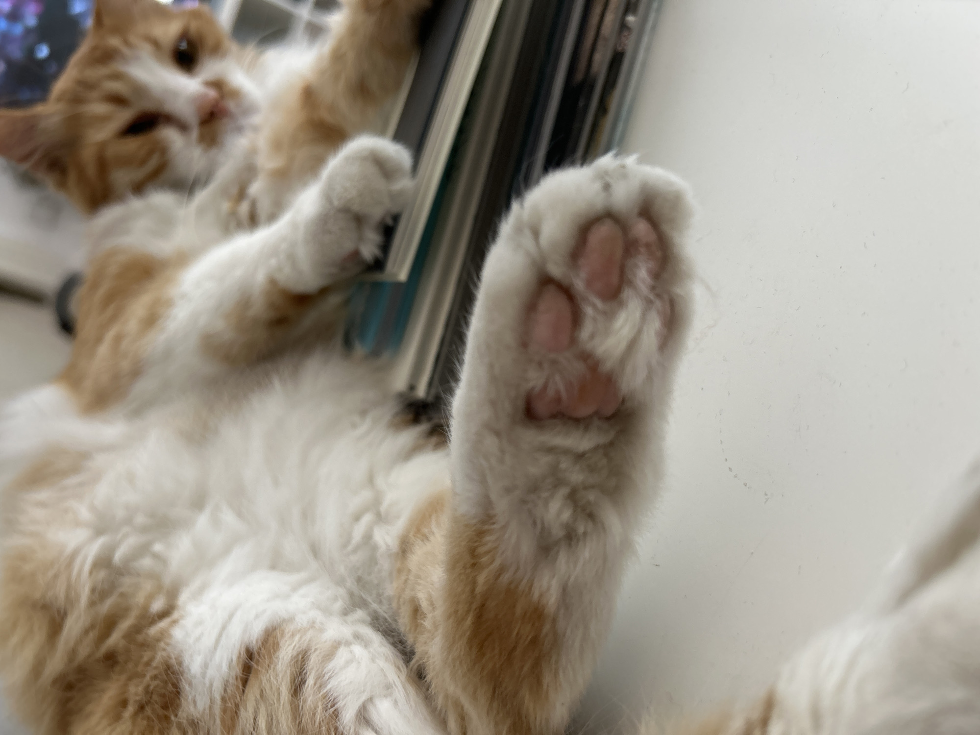The image shows an orange and white cat lying on its back, with one paw extended towards the camera. The paw has pink paw pads. The cat's face is partially visible, and it appears to be holding onto a stack of books. The background is a plain white surface.