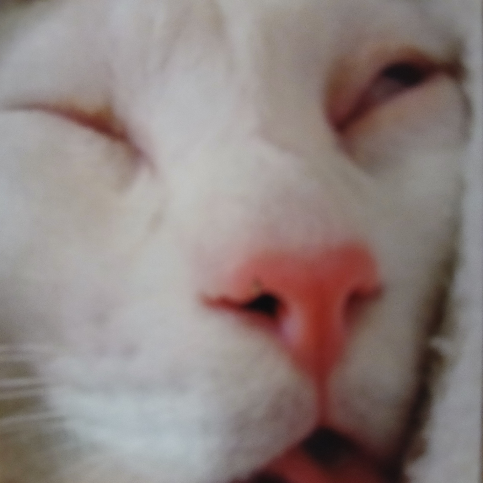 The image is a close-up, blurry shot of a white cat's face, seen from a side profile. The cat's nose is a prominent feature, appearing pink and slightly wet. Part of the cat's eye is visible, and it appears to be dark. The fur is white. The background is out of focus, appearing as a muted, light-colored surface. The lighting suggests an indoor setting. The image does not provide any specific information about its location in the city of Samarsky, Russia.