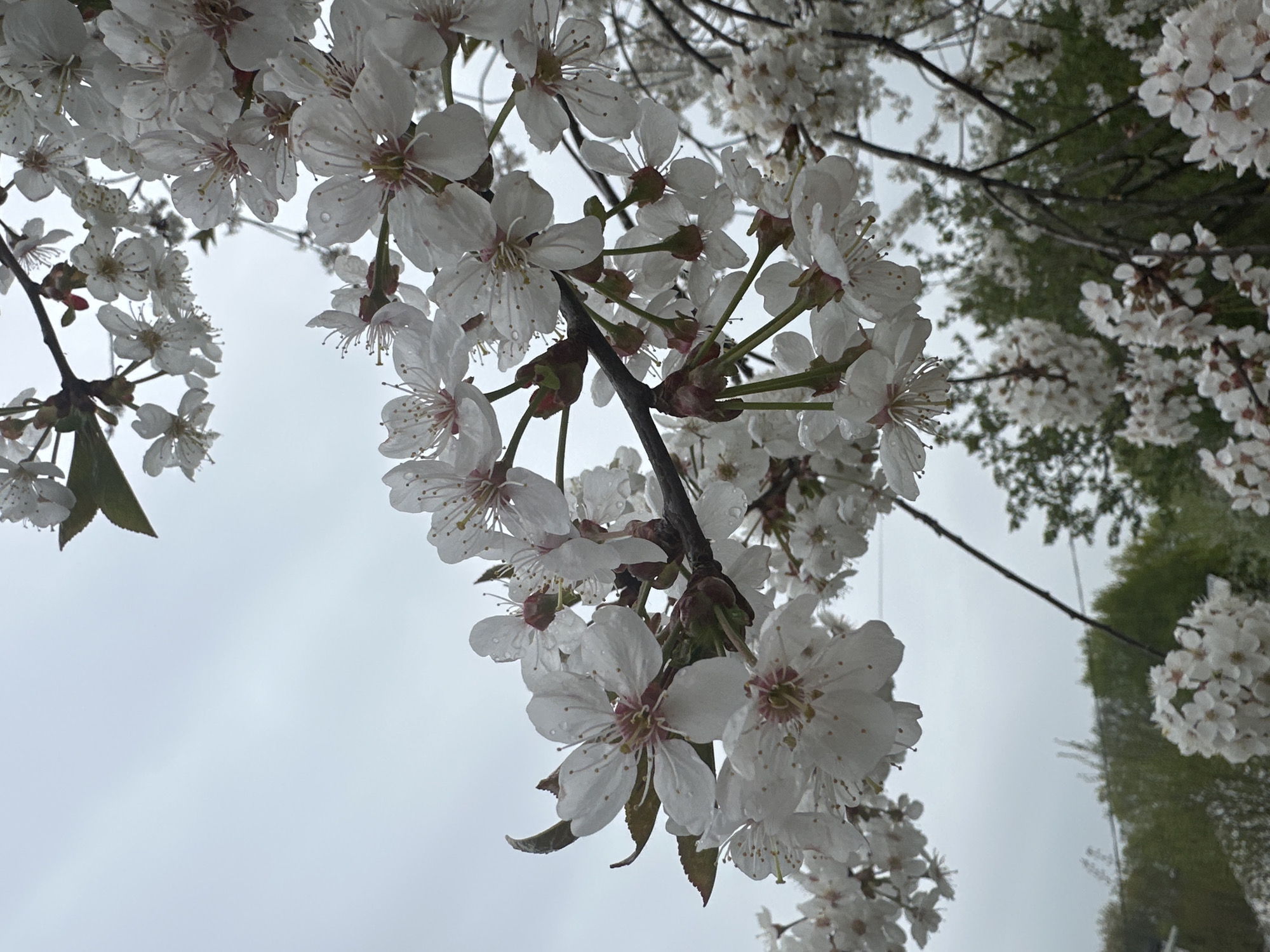 The image depicts a close-up view of blooming white cherry blossoms hanging from a tree branch. The sky is overcast and gray. The blossoms are in various stages of bloom, some with water droplets on their petals. Some of the foliage is also visible.
While the prompt mentions Nizhny Novgorod, Russia, there is no indication in the image itself that confirms the location. There are no recognizable landmarks or signage. The scene is simply a close-up of cherry blossoms.