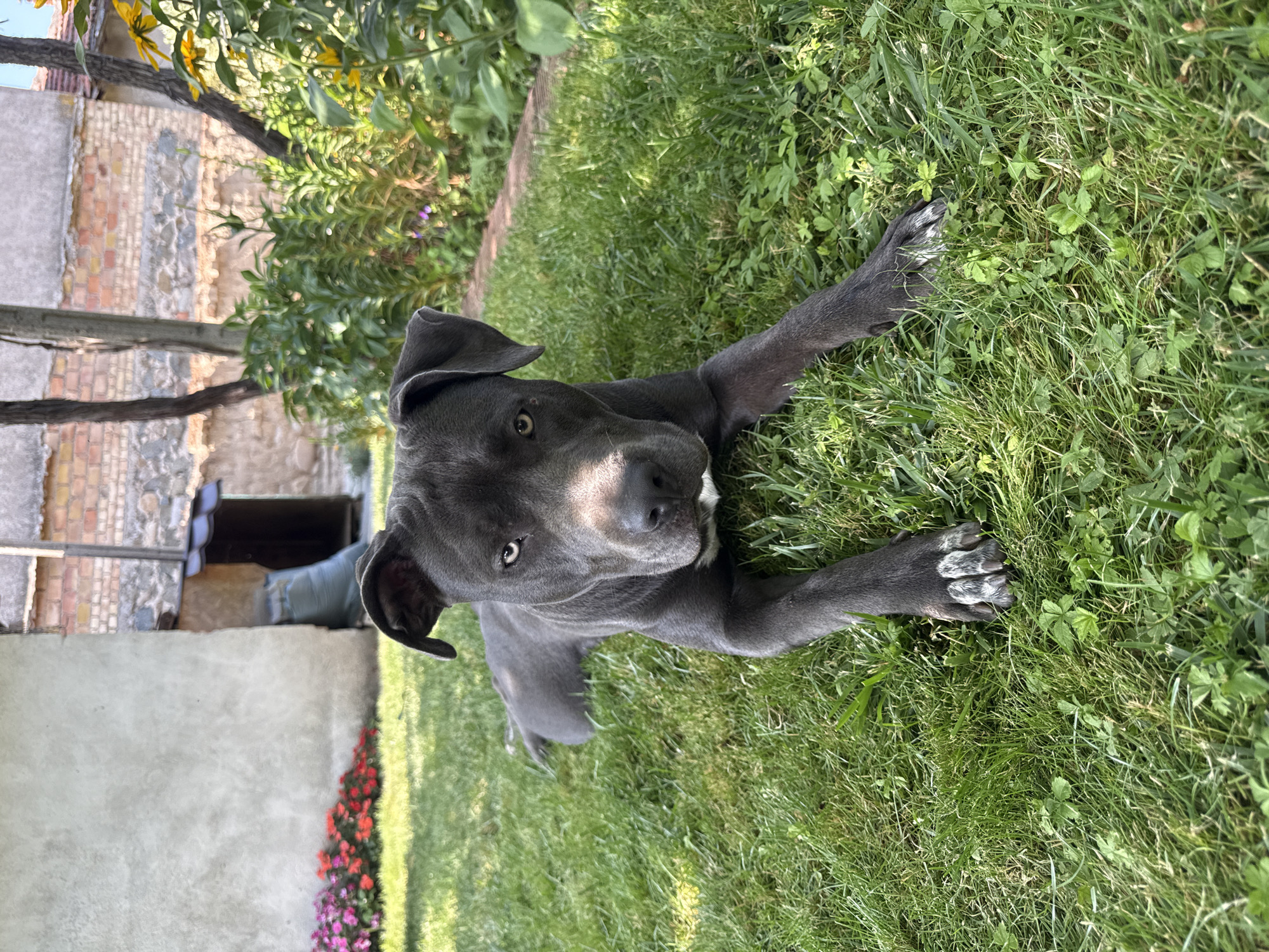 A medium shot captures a grey pit bull lying on a green lawn in front of a brick building. The dog is lying on its belly with its head turned towards the camera. The dog's eyes are open, and it appears to be alert. The background of the image shows a garden with yellow flowers and trees. The lighting suggests it is daytime, and the sun is casting shadows on the dog. The overall scene is tranquil and depicts a dog relaxing in its natural habitat. The specific location is Tvarditsa, Bulgaria.