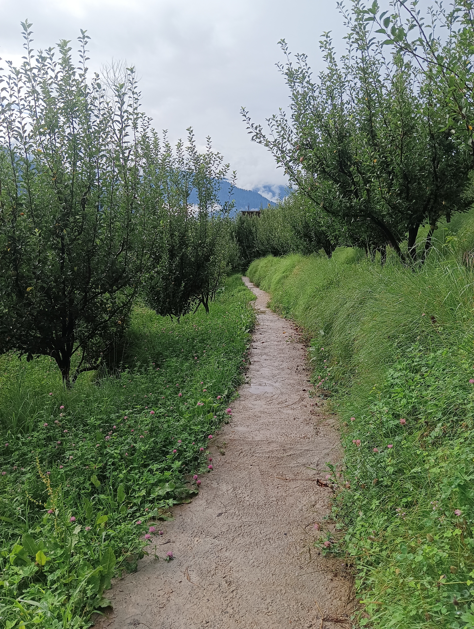 The image depicts a dirt path winding through an orchard in Chhyal, India. Lush green trees, likely apple trees given the region, line both sides of the path, their branches laden with leaves. The ground is covered in dense green grass interspersed with small pink flowers, suggesting a natural and somewhat untamed environment. The path itself appears damp, possibly from recent rain, and shows signs of being well-trodden. In the background, distant mountains are visible, partially shrouded in clouds, contributing to a serene and somewhat misty atmosphere. The sky is overcast with gray clouds, indicating a cool or rainy day. There are no people or animals visible in the scene.