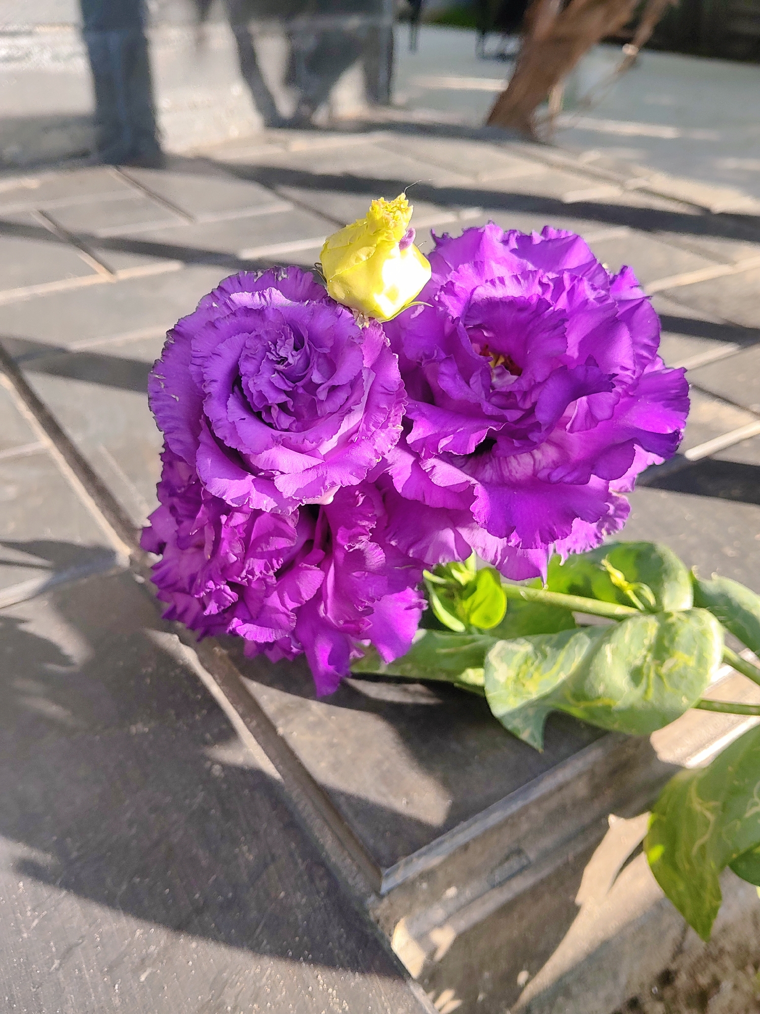 The image displays two vibrant purple lisianthus flowers and a yellow bud resting on a dark surface. The flowers exhibit layered petals, creating a ruffled texture. Green leaves extend from the stems, some showing yellow variegation. The background consists of a tiled surface and blurred shadows, suggesting an outdoor setting, possibly in a garden or patio area. The lighting indicates it is daytime, with sunlight casting distinct shadows. There are no people or animals present in the image. The scene appears to be a still life composition focusing on the natural beauty of the flowers. This scene is not specific to Kharkiv, Ukraine, or any other city, as there are no identifying landmarks or contextual clues.