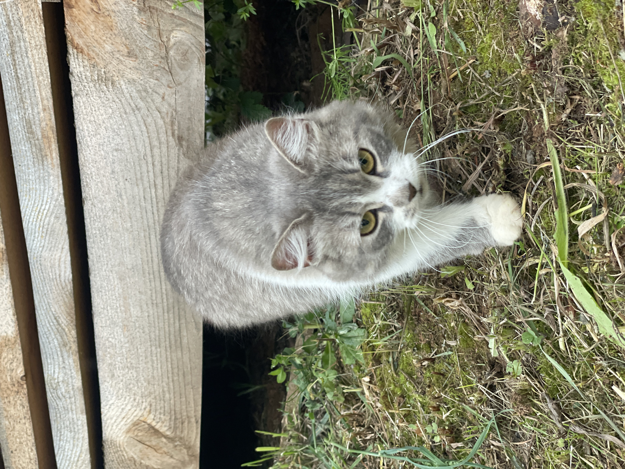 A domestic cat, exhibiting a grey tabby coat with prominent white markings, is depicted in an outdoor setting in the city of Unknown, Unknown. The feline's fur is primarily grey with visible darker grey tabby stripes, particularly on its head, back, and legs. Its muzzle, chin, chest, belly, and paws are distinctly white. It possesses bright yellow irises with horizontally constricted pupils, fixated directly forward, indicating alertness or focus. Long white whiskers extend from its muzzle. The cat is in a low, forward-moving posture, with its left front paw extended, suggesting active movement towards the viewer.
The environment consists of varied ground cover, including green grass, patches of bright green moss, and scattered dry brown vegetation. In the upper background, a wooden structure composed of three visible horizontal, weathered light-brown planks is present. The wood displays distinct grain patterns and knots. A dark, shadowed void beneath the lowest plank suggests an enclosed space or gap from which the cat may be emerging or passing. The overall scene is illuminated by ambient daylight, casting no distinct shadows on the cat itself.