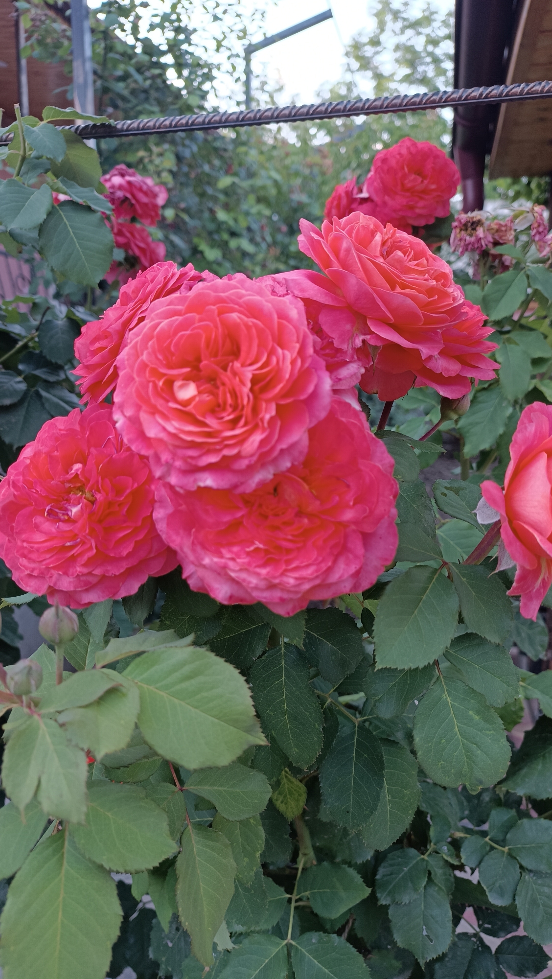 A close-up, vertical shot showcases a cluster of vibrant pink roses in bloom. The roses are the primary subjects, with several fully opened blooms and one bud visible. Their petals are tightly packed and ruffled, creating a lush, textured appearance. The flowers are arranged in a dense grouping, with some overlapping.
The background is filled with lush green rose leaves, providing a rich contrast to the bright pink of the flowers. Some of the leaves appear slightly darker or lighter, suggesting variations in light and shadow. In the upper part of the image, a horizontal metal bar runs across, hinting at a trellis or fence. Beyond the greenery and metal bar, the background is blurred, showing hints of more foliage and a structure that could be part of a building or garden shed, with a hint of a cloudy sky.
The lighting suggests it is daytime, likely overcast or late afternoon, as there are no harsh shadows, and the light is diffused, accentuating the soft texture of the rose petals. The overall mood is one of natural beauty and tranquility, with the roses appearing healthy and in their prime. There is no visible text in the image. The location context of Leușeni, Moldova, suggests an outdoor garden setting in a rural or suburban area.
