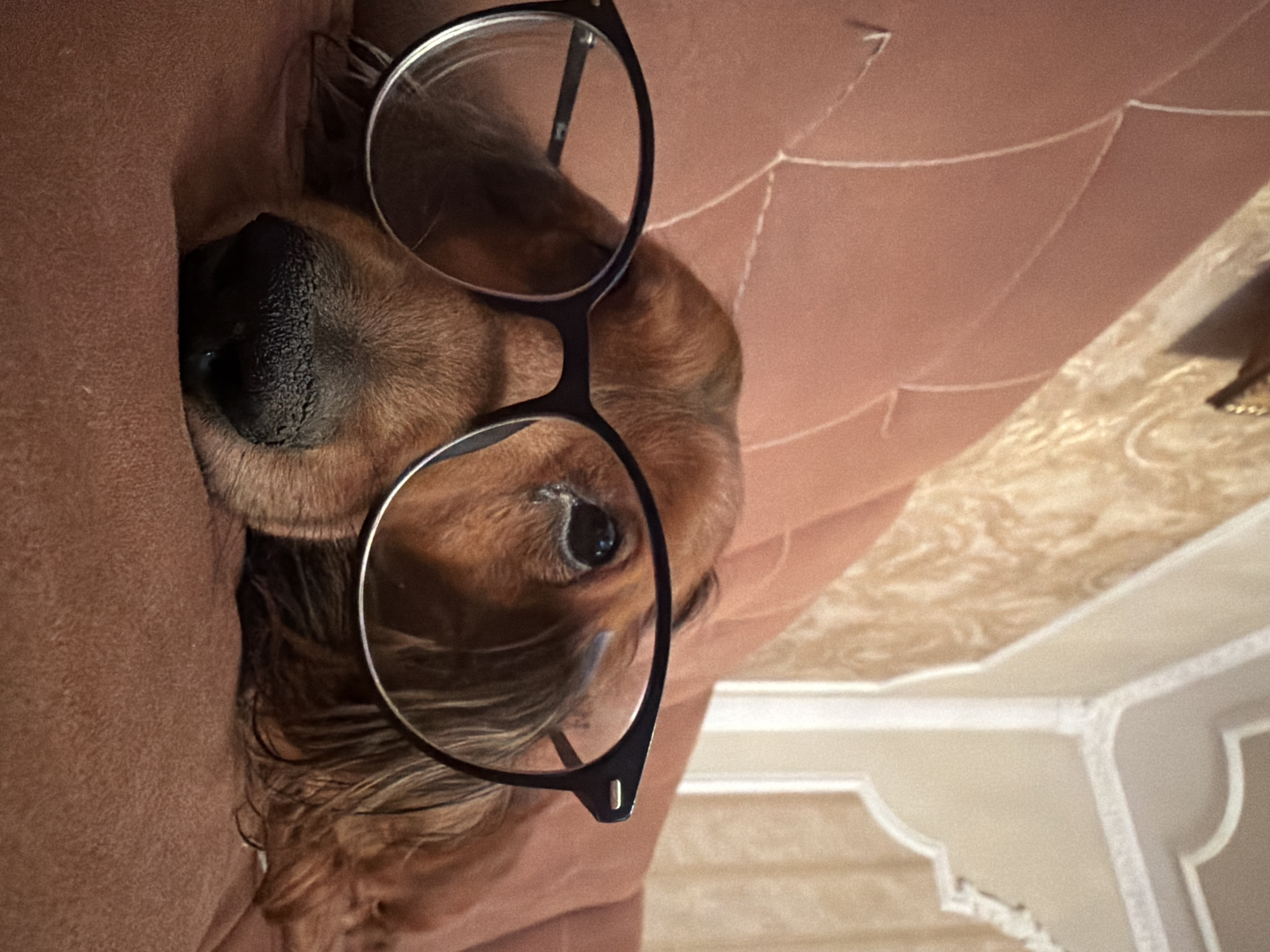 The image shows a brown dog with long ears wearing black-rimmed glasses. The dog is lying on or nestled in a brown fabric, possibly a cushion or blanket. The background includes a ceiling with a textured or patterned surface and decorative molding. The image is rotated counterclockwise; the dog's nose points towards the upper left corner of the frame. The dog appears to be looking towards the camera, though partially obscured by the glasses. There's no information in the image to determine the location in the city of Krasnoyarsk, Russia.