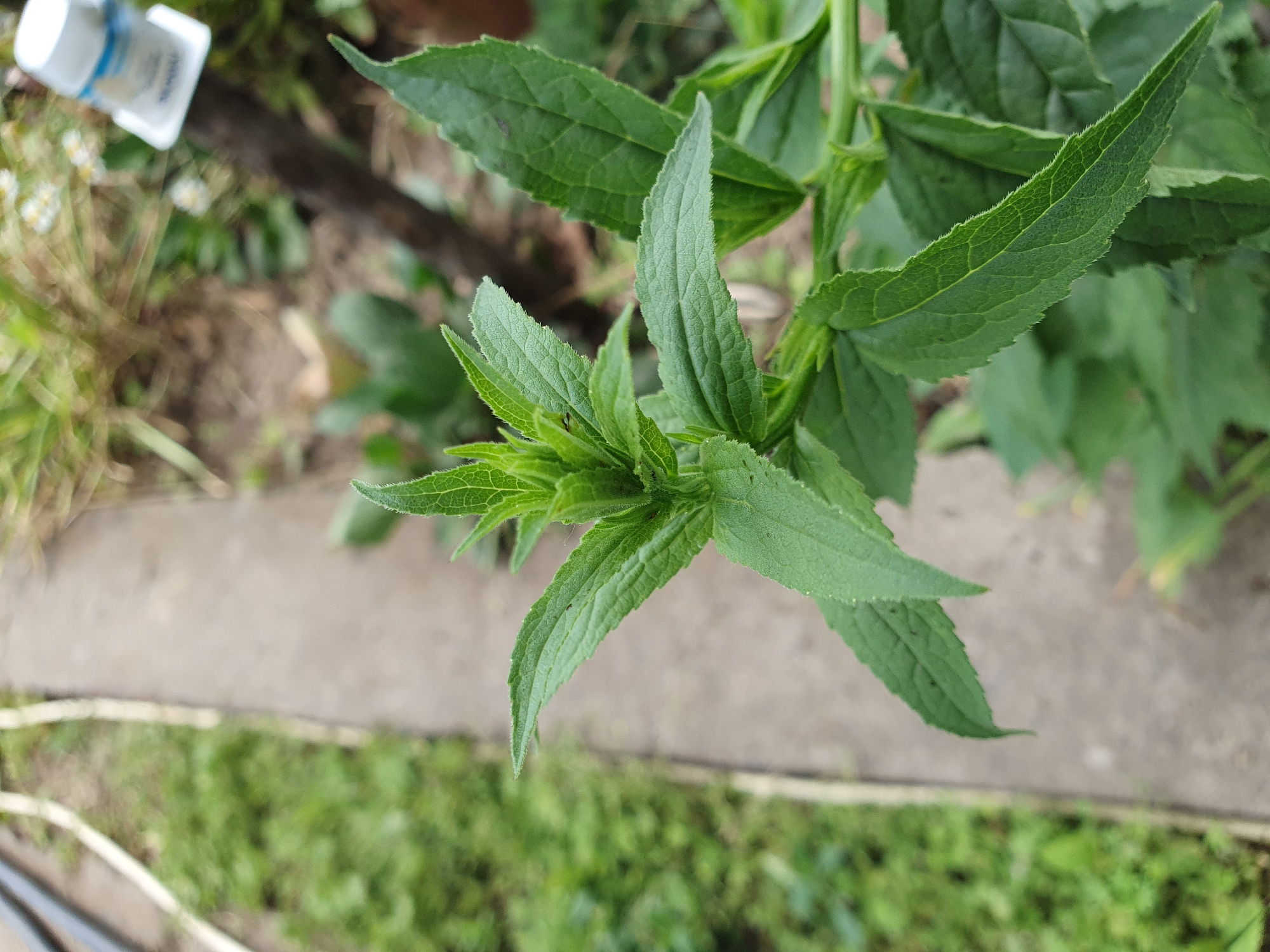A close-up, eye-level, vertical shot focuses on the vibrant green foliage of a plant in Novoivanivka, Ukraine. The plant has serrated, lance-shaped leaves that are a bright green and appear healthy. The texture of the leaves is clearly visible, with prominent veins and a slightly fuzzy edge. The top of the plant shows new growth, with young leaves emerging in a tightly packed formation. In the background, a gray concrete path runs diagonally through the frame, bordered by lush green grass on the left. To the right of the path, a wooden stake is visible, with a small white object, possibly a medication bottle, attached to its top. The background is somewhat blurred, indicating a shallow depth of field, but suggests an outdoor garden or natural setting. No people are present in the image, and no actions or interactions are depicted. The scene is static and observational.