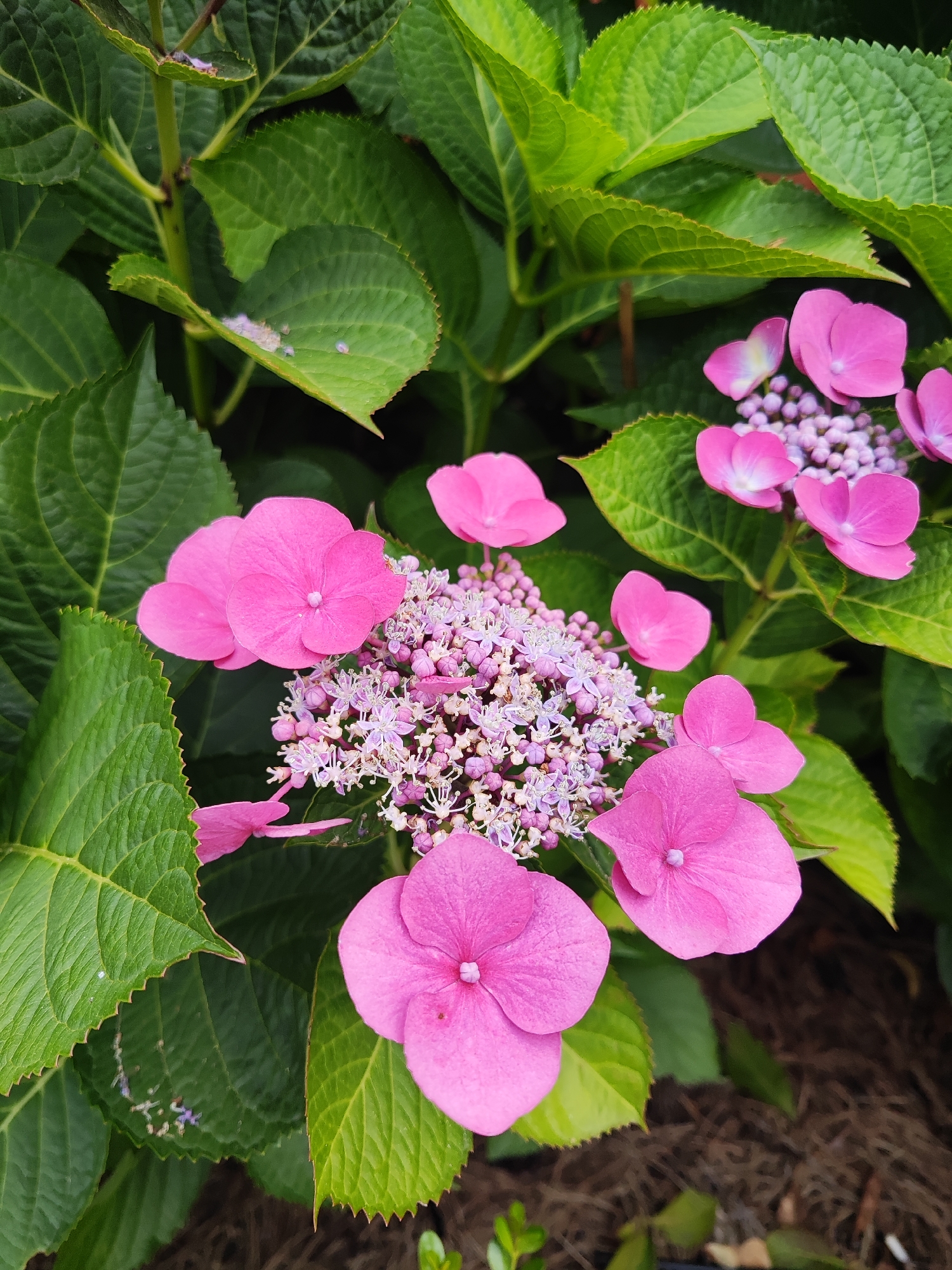 The image is a close-up, eye-level, outdoor photograph of pink hydrangea flowers and green leaves. The flowers are a vibrant pink and are clustered together, with some individual blossoms prominently displayed. The leaves are a deep green with serrated edges, providing a lush backdrop. The overall scene suggests a garden setting. No specific location in Kaliningrad, Russia, can be identified from the image.