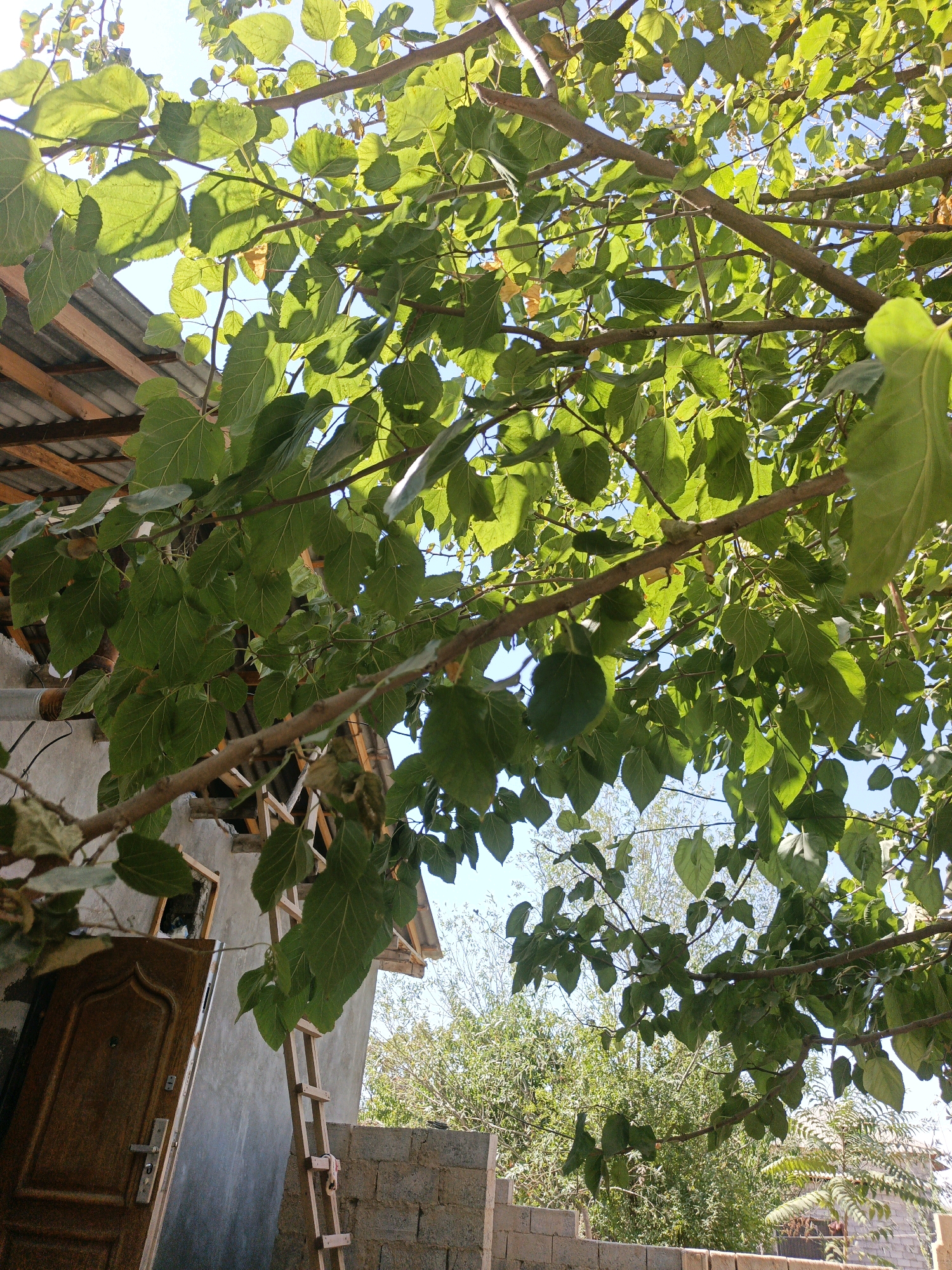 This image depicts an outdoor scene under a clear blue sky, with dense green foliage from a tree dominating the upper portion. The tree branches, some thick and others slender, are laden with large, green leaves that are backlit by the sun, creating a dappled effect.
In the lower left quadrant of the image, a rustic building is partially visible. It has a grey, textured wall and a dark brown wooden door with a metal handle and a lock. A metal pipe protrudes from the wall above the door. To the right of the door, a wooden ladder leans against the building. The building's roof structure, made of corrugated metal sheeting supported by wooden beams, is visible above the leaves.
To the right of the building, a low wall constructed from grey concrete blocks forms a border. Beyond this wall, more trees and vegetation are visible, with some appearing lighter in color and less dense than the foreground tree. The overall impression is of a rural or semi-rural setting, possibly a yard or a residential area in Пушиён, Tajikistan, with construction or renovation work in progress given the presence of the ladder and the unfinished block wall.