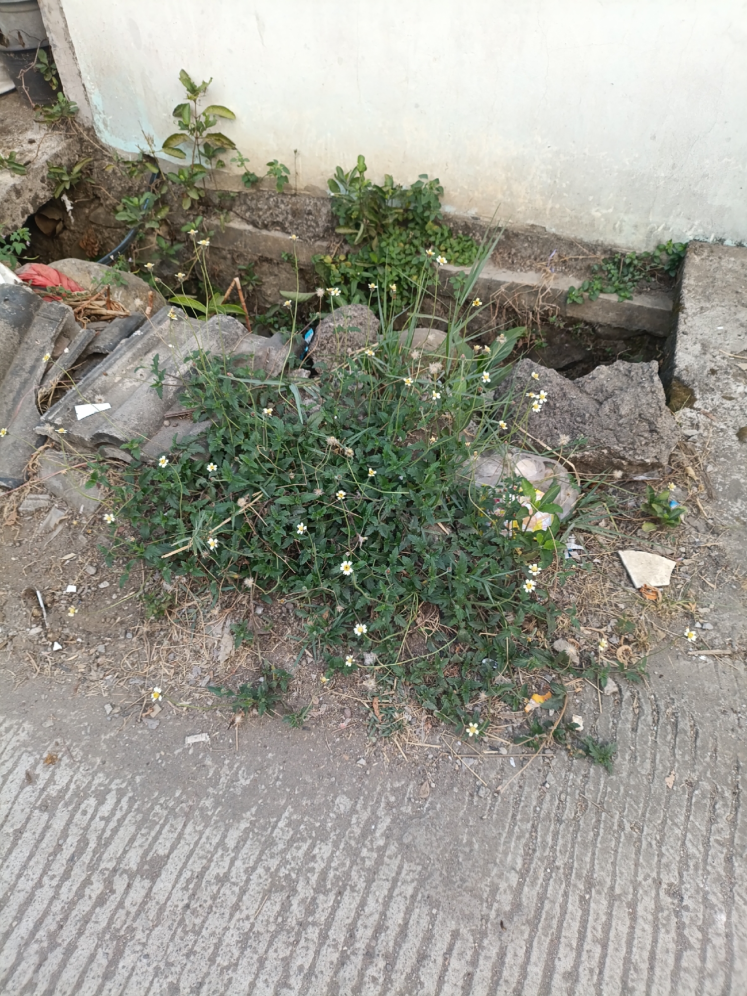 In Cariu, Indonesia, a small cluster of wild daisies with yellow centers and white petals grows in a neglected urban area. The plants are situated between a weathered concrete wall and a cracked concrete sidewalk with parallel grooved lines. Debris, including broken concrete pieces, discarded roofing tiles, and a plastic bag, surrounds the flowering weeds. The environment appears dry and unkempt, typical of undeveloped or overlooked spaces within a city.