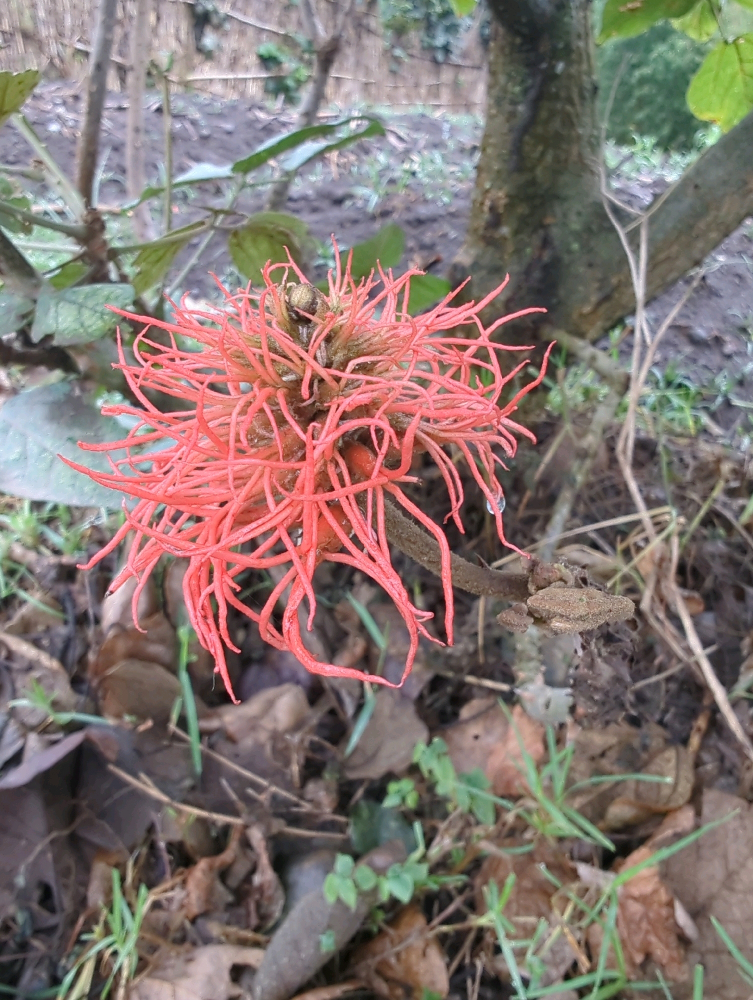 The image shows a close-up of a vibrant pink, spiky flower blooming on a branch. The flower has numerous thin, filamentous petals radiating outwards from a central bud. The background is a blur of green foliage, tree bark, and the earthy ground covered with fallen leaves and small green sprouts. A tree trunk with rough bark is visible to the right of the flower. The scene appears to be outdoors in a natural setting, likely a garden or park within Musanze District, Rwanda, given the context. There are no people or animals visible in the image. The lighting suggests it may be overcast or shaded.