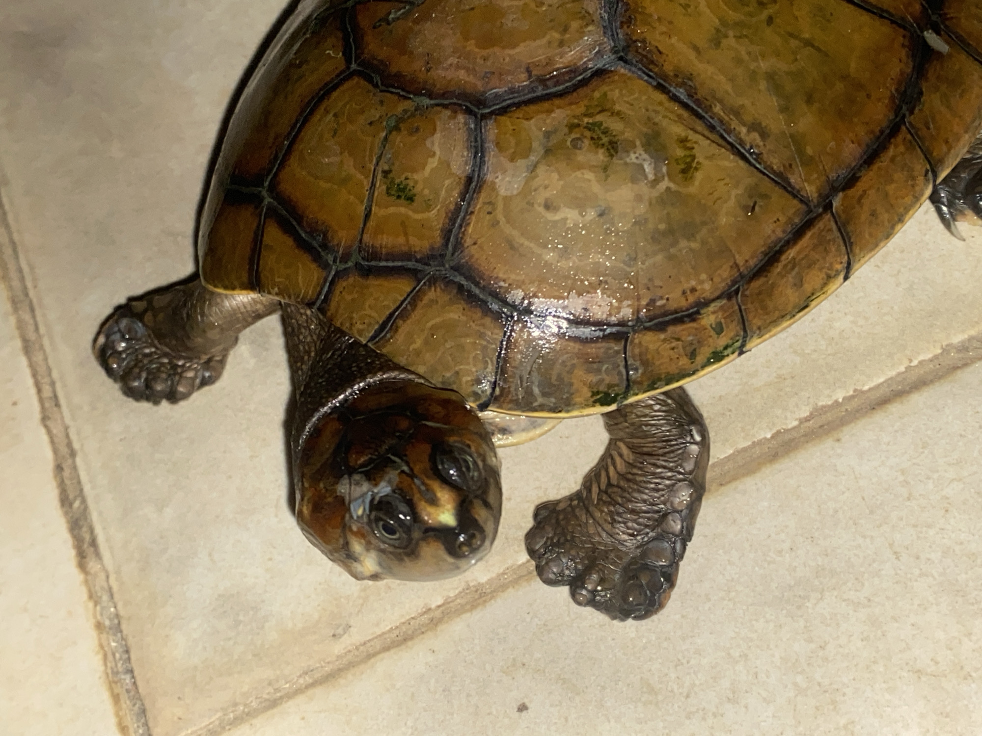 A close-up, high-angle shot captures a semi-aquatic turtle on a tiled floor, likely in Tinaquillo, Venezuela. The turtle is positioned diagonally across the frame, with its head pointing towards the lower-left.
Its carapace, or upper shell, is a mottled pattern of earthy browns and olive greens, with prominent, dark-lined scutes that give it a textured appearance. The shell surface gleams slightly, suggesting it may be wet, and small patches of green residue, possibly algae, are visible.
The turtle's head is dark brown, featuring notable lighter markings around its eyes and snout. Its dark, alert eyes are focused forward. Its sturdy legs and webbed feet, a dusky brown and covered in fine scales, are visible extending from beneath the shell, with distinct claws on the forelimbs.
The turtle is stationary, allowing for a detailed observation of its features. It rests on a light-colored, possibly beige or cream, tiled floor with darker grout lines, indicating an indoor or paved outdoor setting. The lighting is even, suggesting an artificial light source or an overcast sky. There is no visible text in the image.