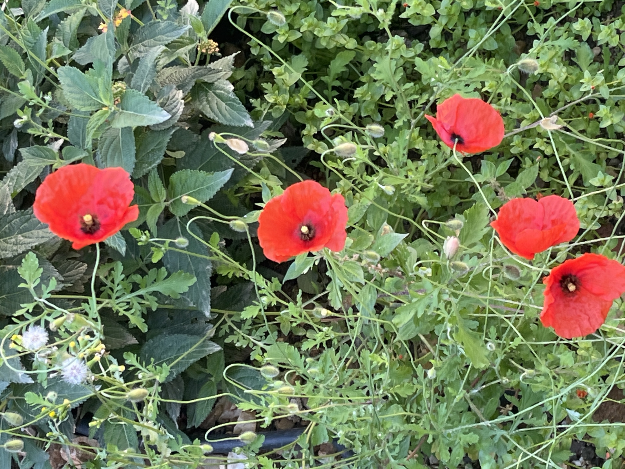 The image shows a patch of poppies growing among other plants. Five red poppy flowers are visible, with black centers. Numerous closed flower buds and stems are interspersed throughout the green foliage. The scene appears to be outdoors, possibly in a garden or wild growth area. The location is not definitively discernible, but the prompt suggests Alanya, Turkey. No people are visible in the image. The environment appears natural and uncultivated.