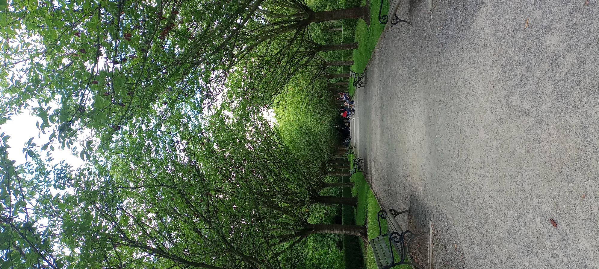 The image depicts a treelined pathway in a park, likely located in Dortmund, Germany, given the provided context of the park being in Dortmund. The pathway is covered with fine gravel and is bordered by manicured green lawns and hedges. On either side of the pathway, several park benches are visible, some occupied by people. In the distance, a group of individuals is gathered, with one person in a wheelchair. The trees overhead form a canopy, creating a sense of enclosure and shade over the path. The overall atmosphere is serene and suggests a leisurely setting within an urban park environment.