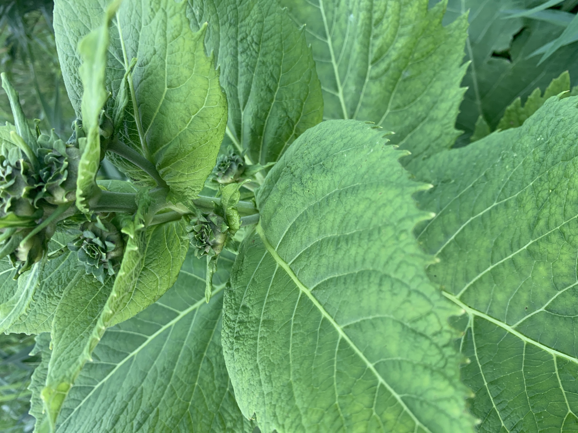 The image is a close-up, eye-level, outdoor shot of a plant with large, green leaves and small, unopened buds. The leaves are veined and have serrated edges. The plant appears healthy, and the lighting suggests it is daytime. The background is slightly blurred, indicating a shallow depth of field, and consists of more greenery and what appears to be a fence. The scene is a natural environment, likely a garden or a wild area. There are no people or animals visible. The location is specified as Lindo-Pustyn' (Kantaurovskii S/S), Russia, though the image itself does not contain explicit visual cues to confirm this specific location.