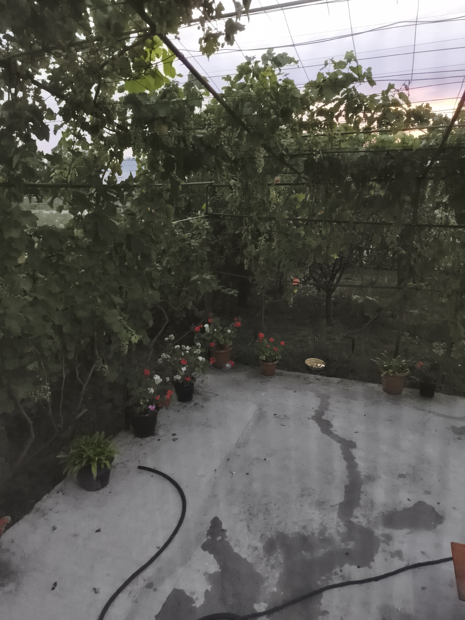 The image depicts a garden area with a concrete patio in the foreground, likely located in Zeynalabdin Tağıyev qəsəbəsi, Azerbaijan. Overhead, grapevines with developing grapes are supported by a metal trellis system. The patio is partially wet, with dark patches indicating moisture. Several potted plants are arranged on the patio, including some with red and white flowers and a green leafy plant. A black hose lies coiled on the patio. In the background, a dark, densely vegetated area with trees is visible. The sky above shows a pale, dusky light, suggesting it is either early morning or late evening. There are no people visible in the image.
